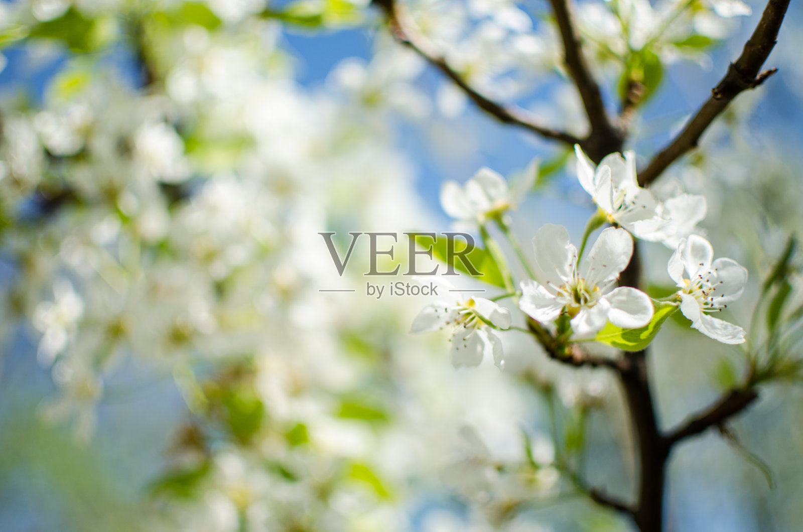 白花梨花是很好的花蜜和梨的收获照片摄影图片