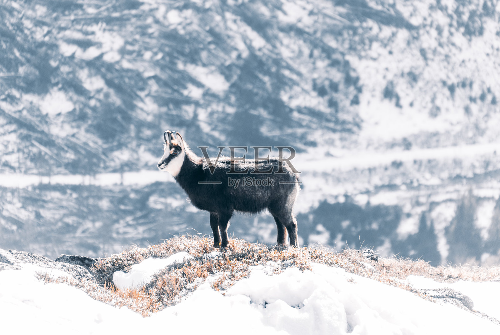 波兰泰特拉山脉，一只羚羊在山脊上照片摄影图片
