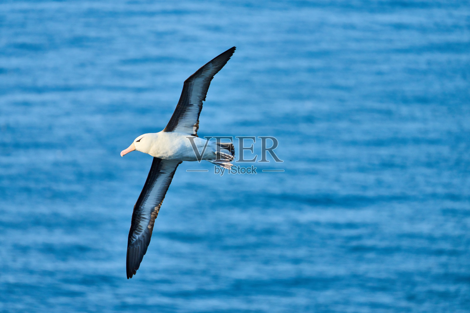 飞翔的黑眉信天翁，约克郡，英国照片摄影图片