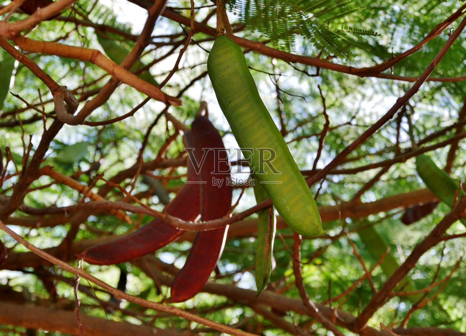 面包树的果实照片摄影图片