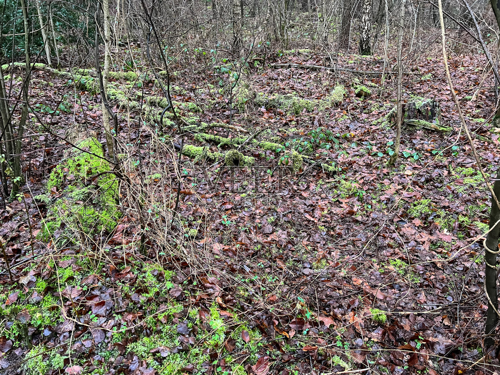 冬天潮湿的苔藓覆盖的森林。照片摄影图片