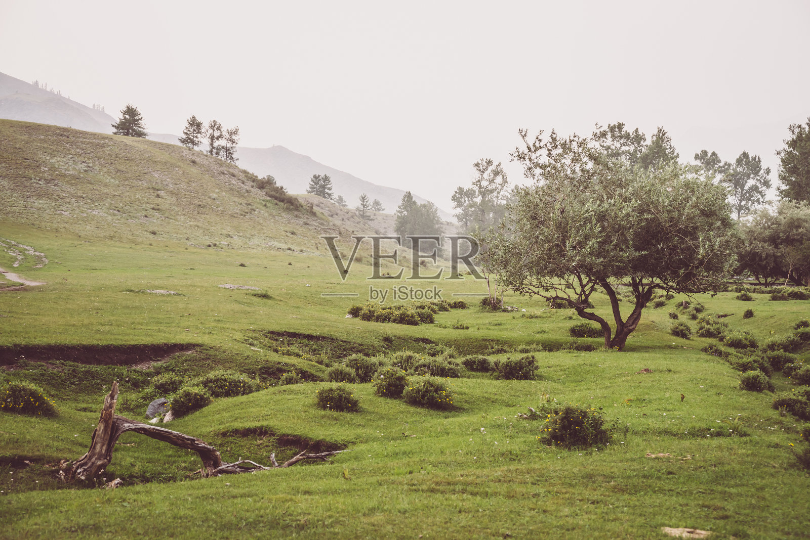 绿色雾的山景，美丽的柳树之间的小山和灌木林在雾。古老的山地景观，树木和植被在薄雾中。山上的柳树。大气的景观。照片摄影图片