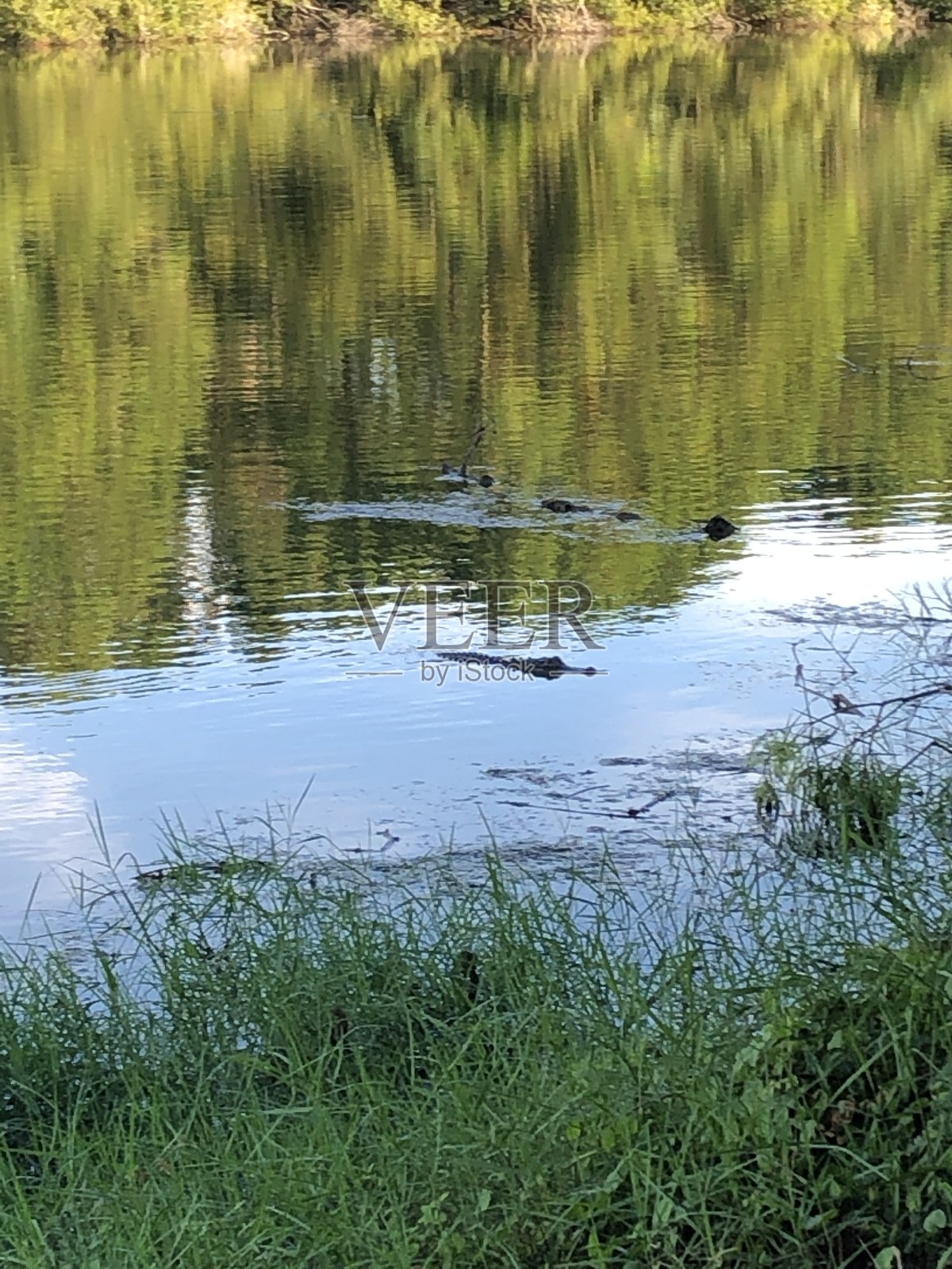 南卡罗莱纳海松森林保护鳄鱼照片摄影图片