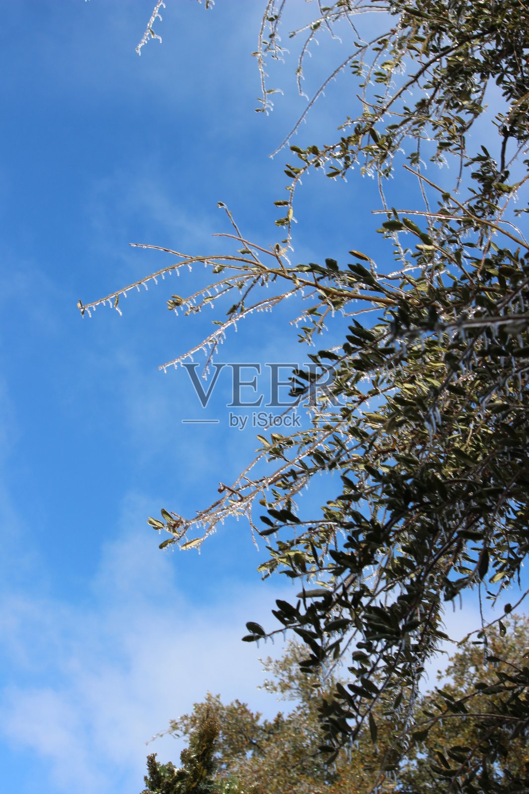 一棵活橡树的冰冻叶子;霜冻死的叶子;有弹性的树种照片摄影图片