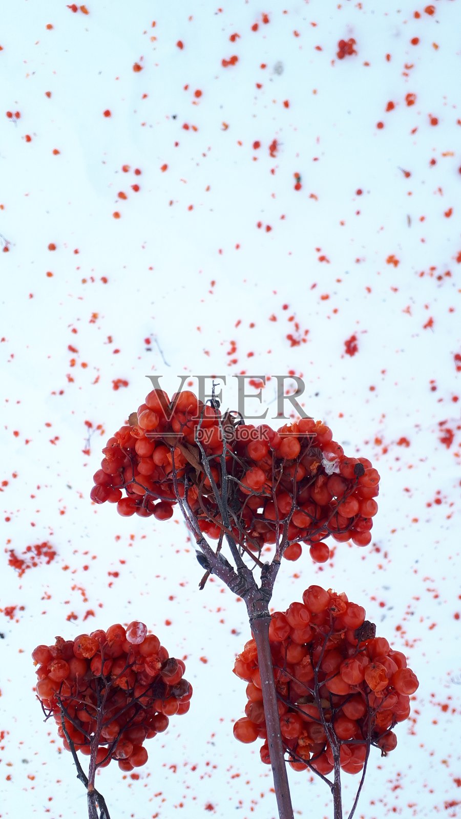 野生浆果照片摄影图片