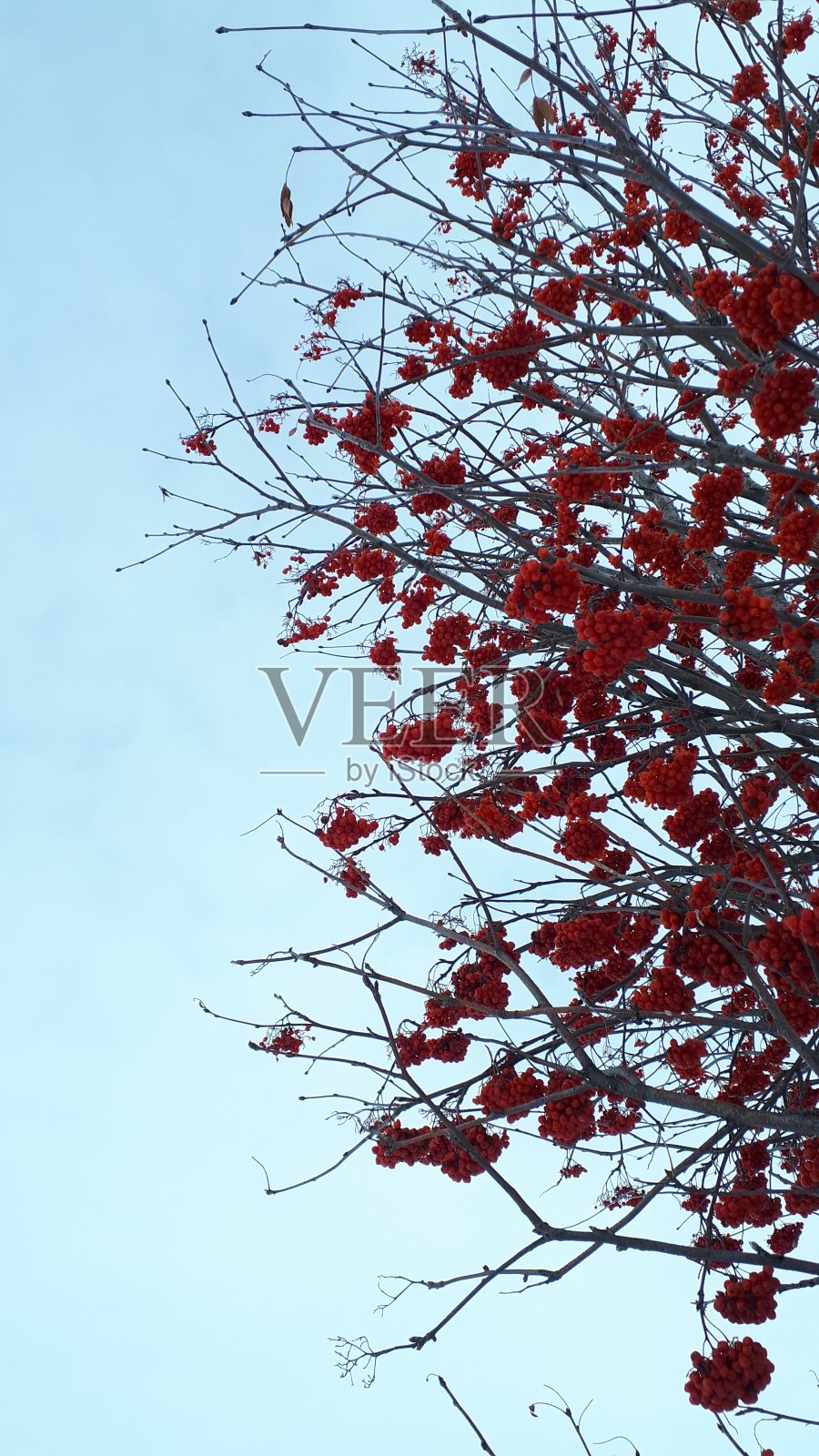 野红莓树照片摄影图片