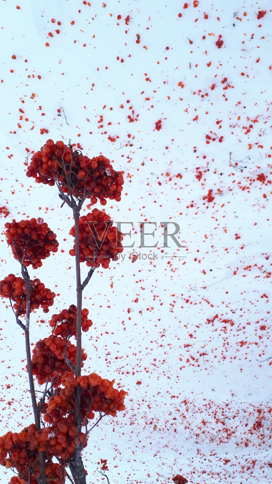 野生红浆果照片摄影图片