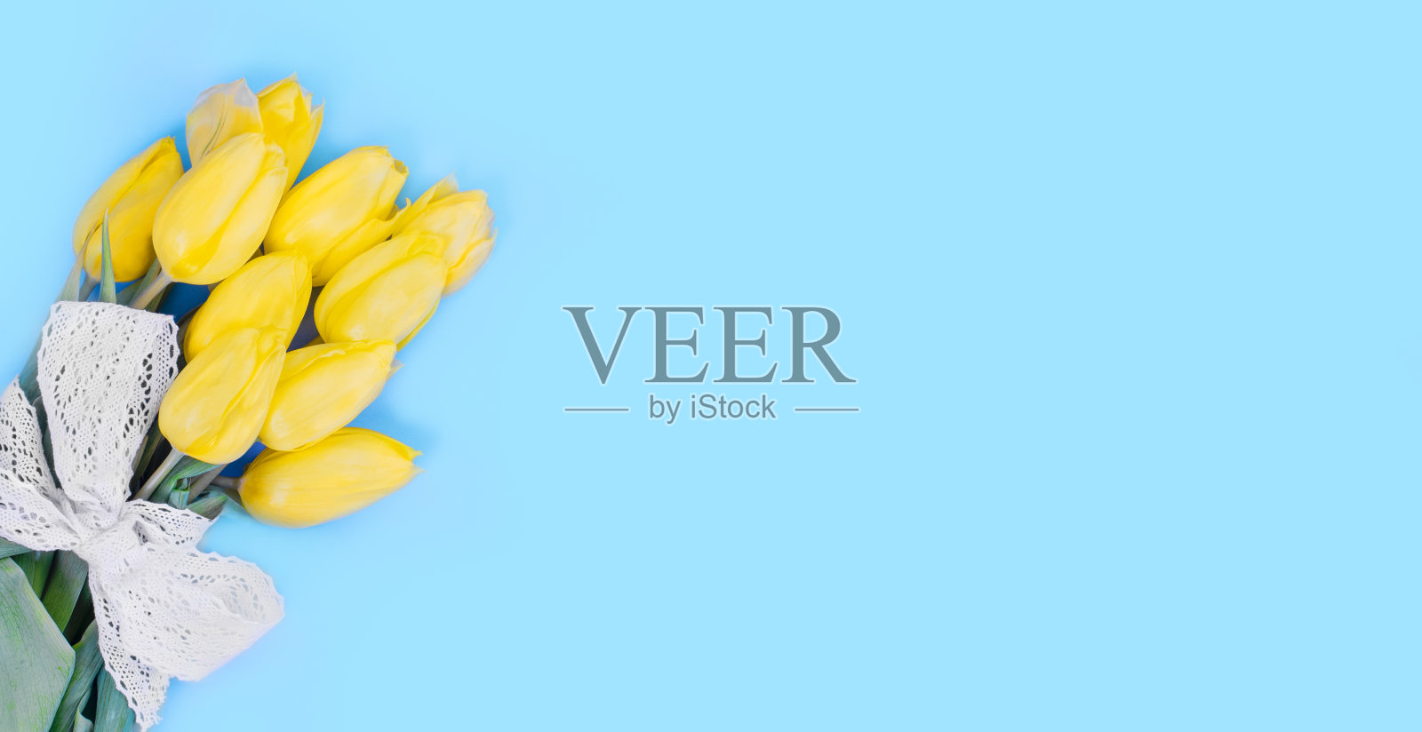 蓝色背景上的春季郁金香照片摄影图片