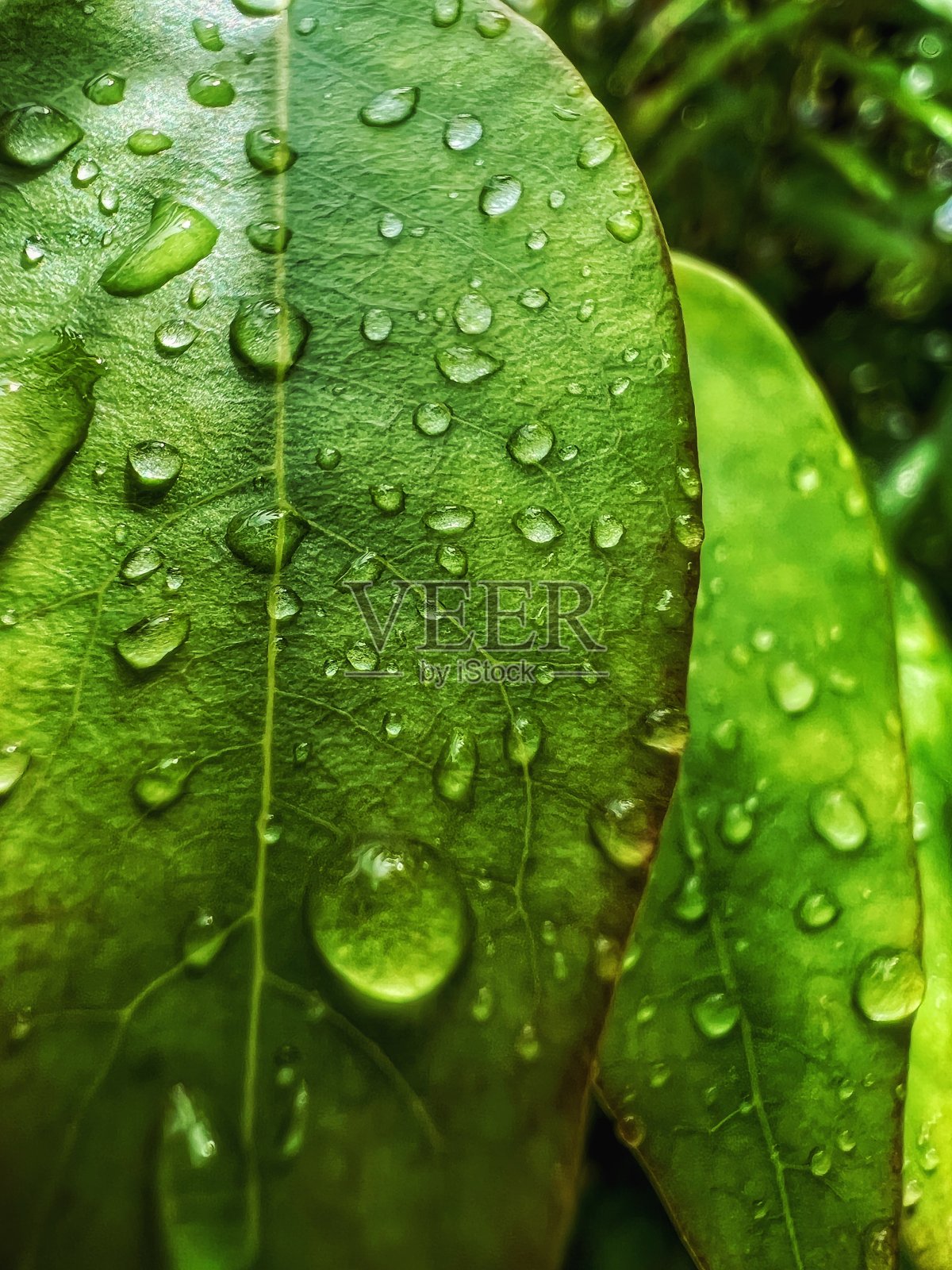 叶照片摄影图片