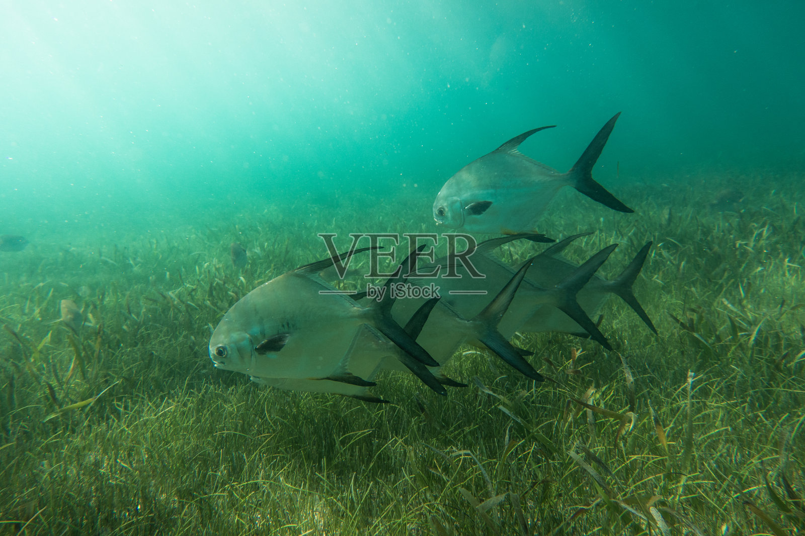 与鱼群在海洋中的水下景观。透明水中的海洋生物照片摄影图片