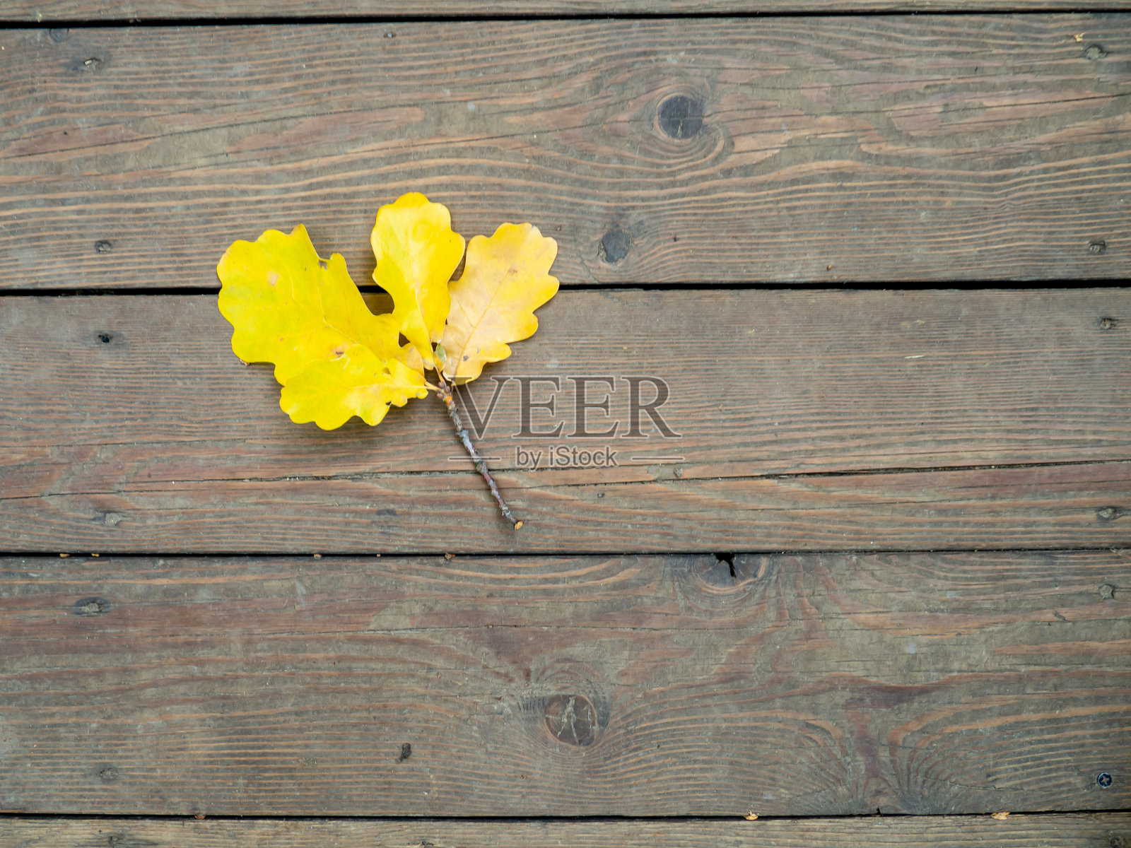 木地板上的橡树叶。秋天。模式。细节。仍然生活。秋天的心情。照片摄影图片