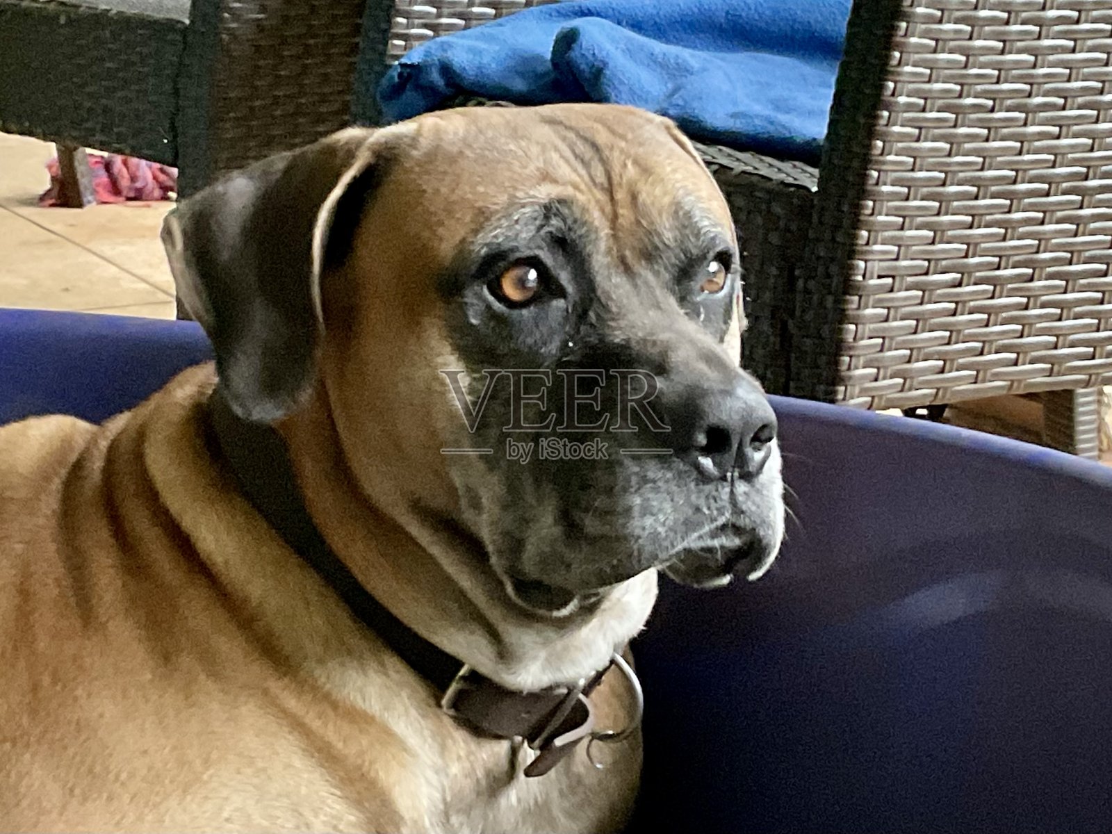 狗棕色照片摄影图片