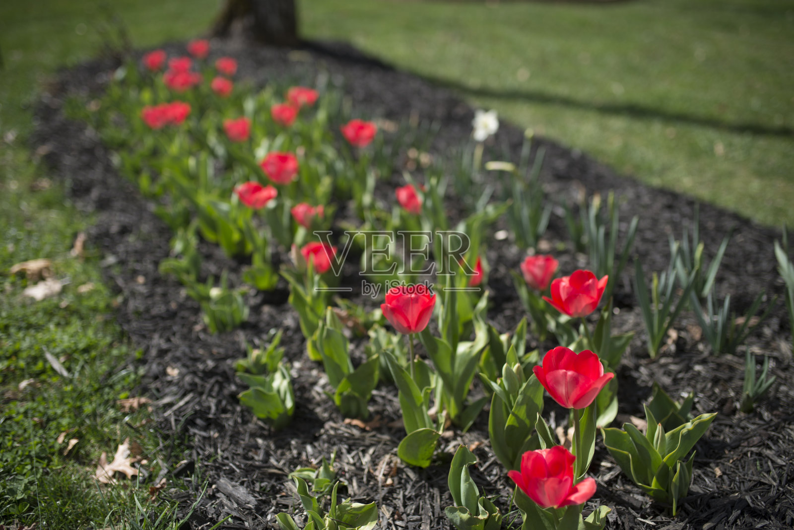 春天，一排排红色郁金香被覆盖物包围照片摄影图片