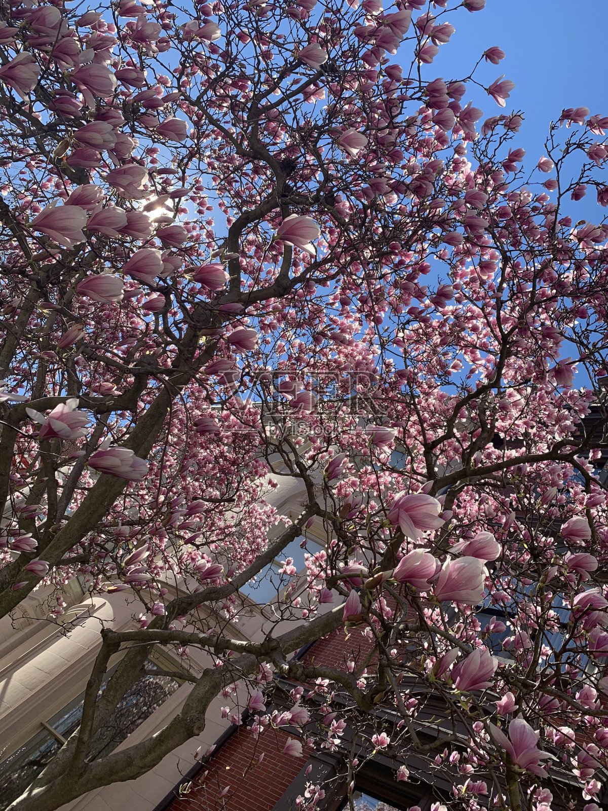 城市木兰照片摄影图片