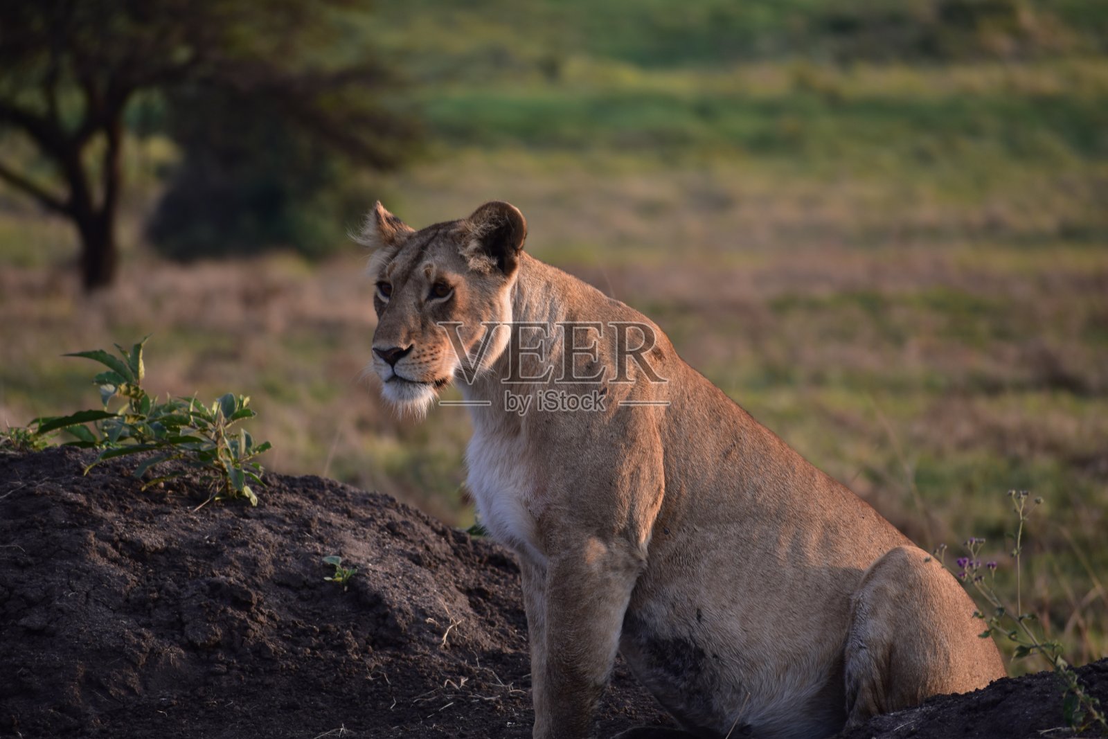 黎明的母狮照片摄影图片