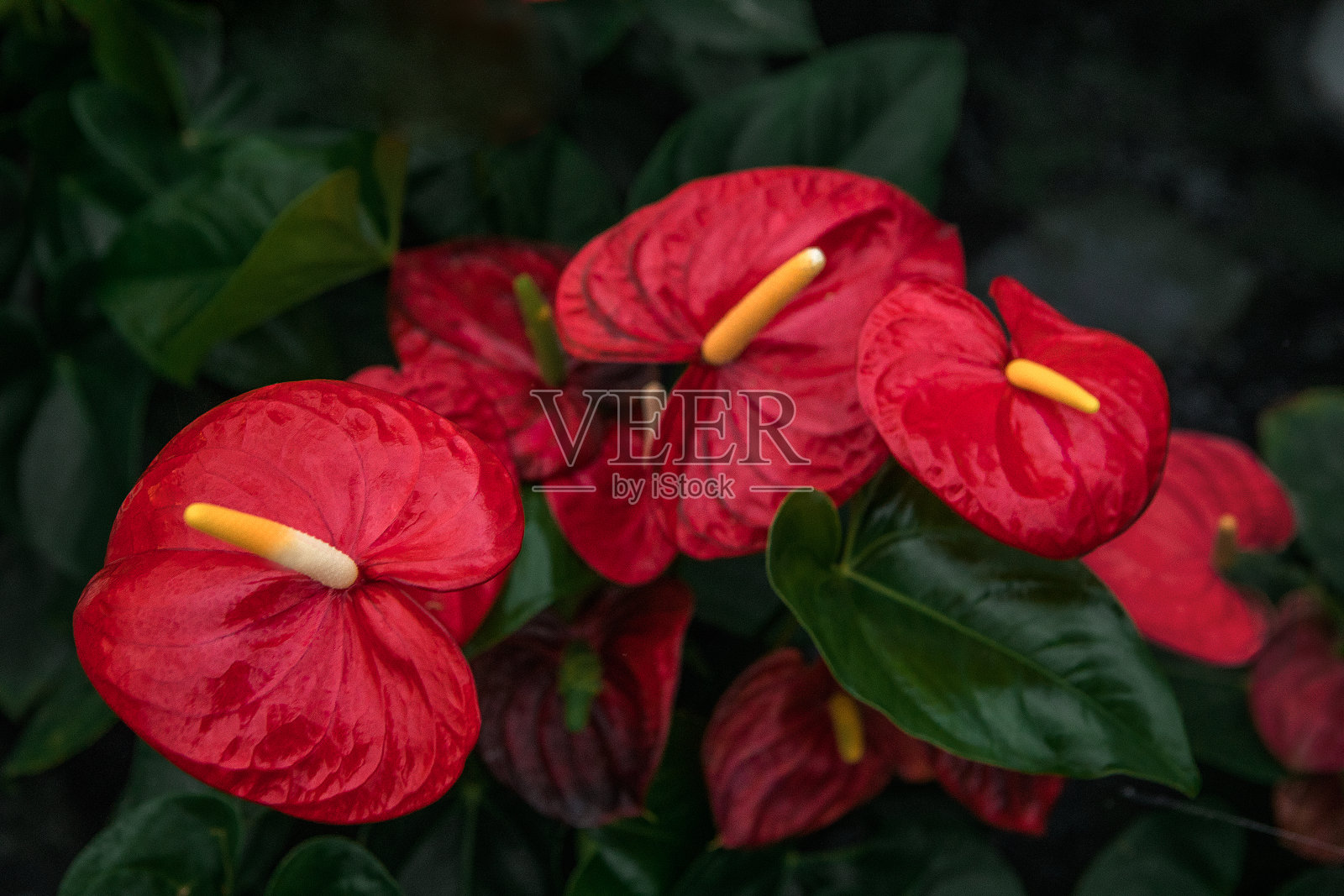 火烈鸟的植物照片摄影图片