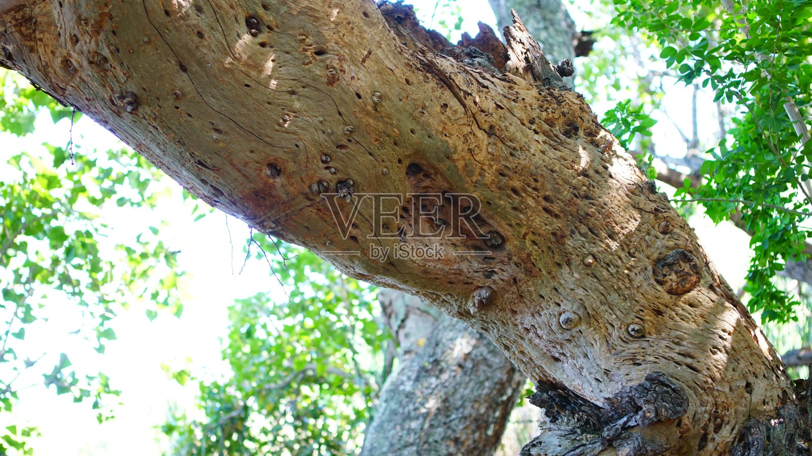 木结照片摄影图片