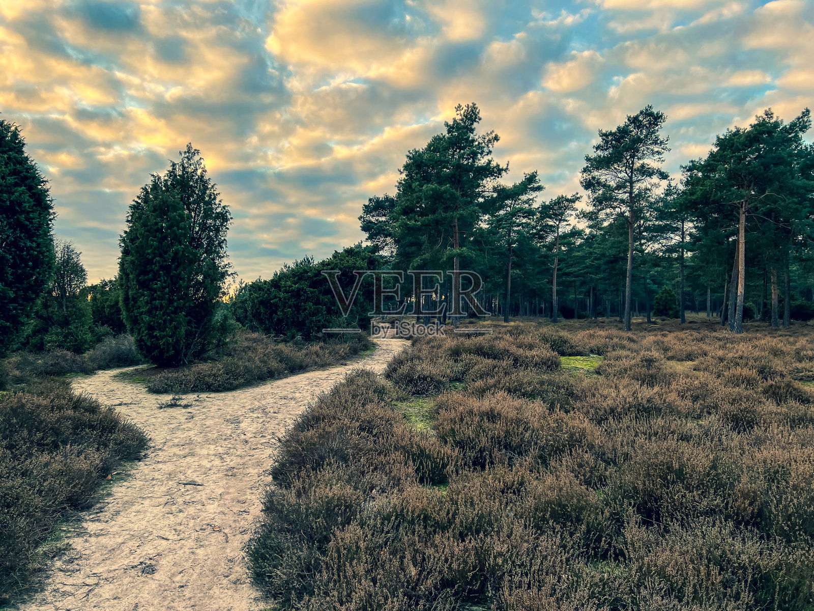 在寒冷的冬天，一条穿过石南荒原的小路就在德国被称为“林根”的城市旁边。照片摄影图片