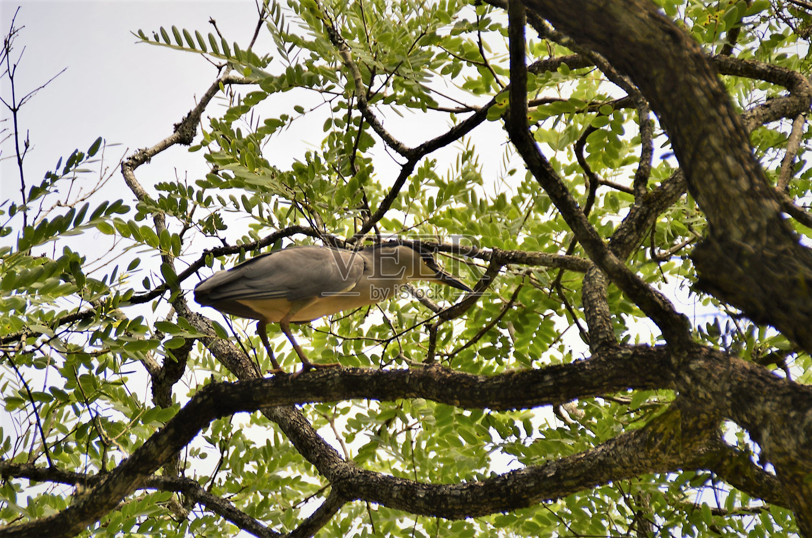夜蛾在树枝上行走照片摄影图片
