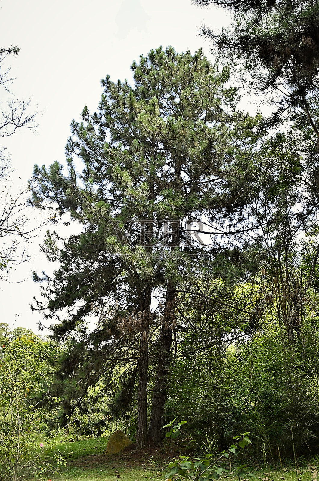 田野里一棵美丽的杰拉尔松照片摄影图片