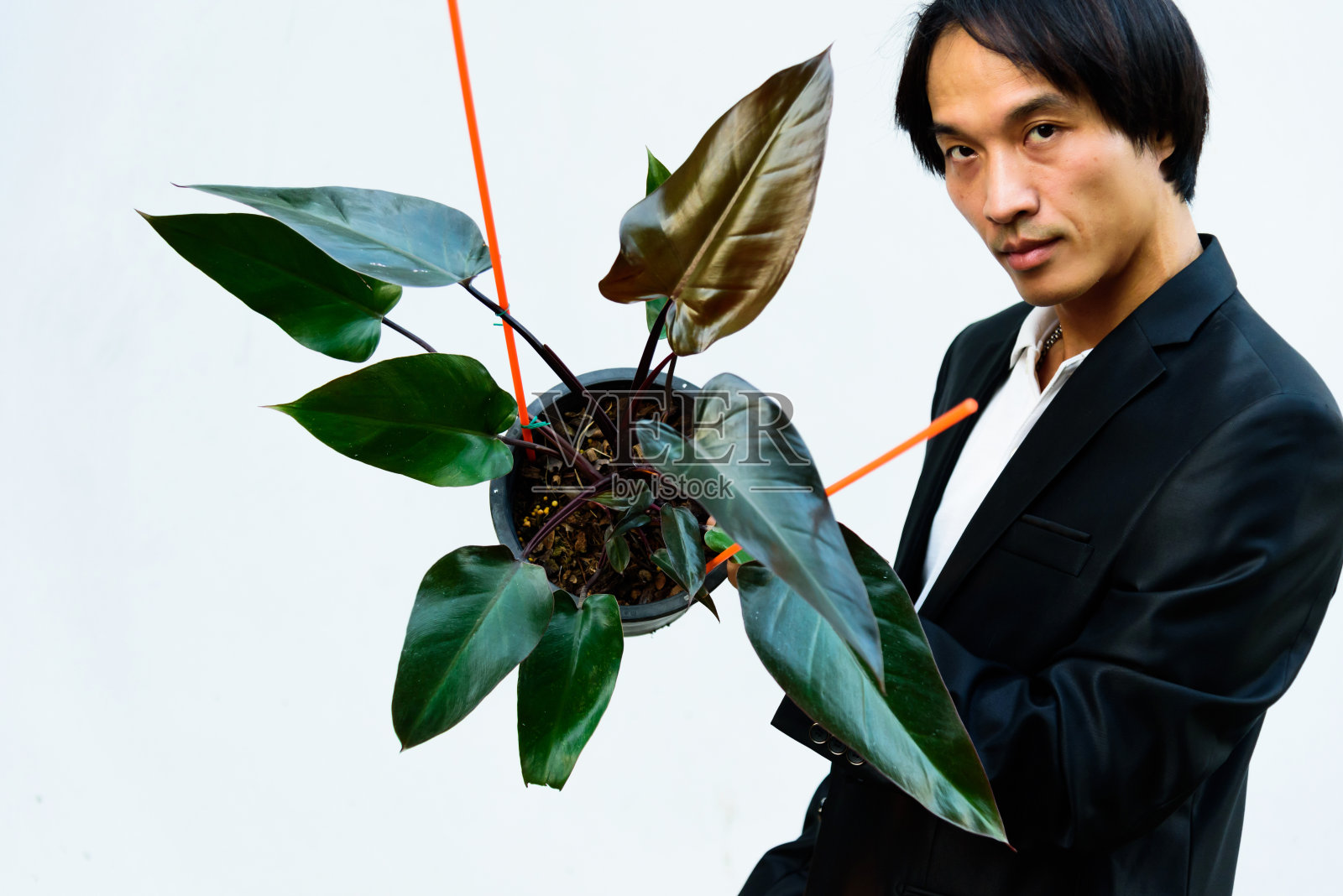 这个人展示了盆里的飞龙陛下照片摄影图片