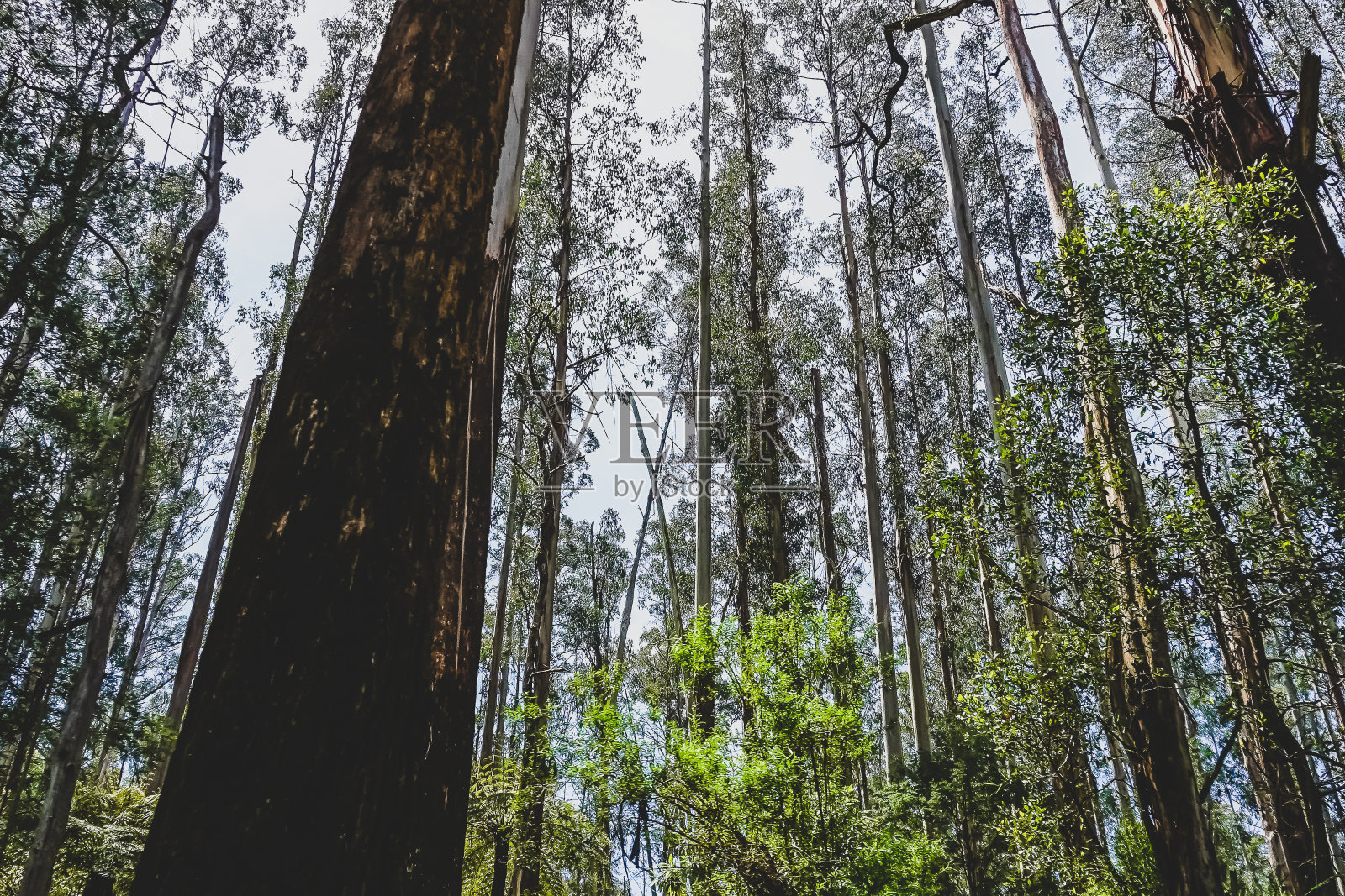 向热带雨林的树梢望去。照片摄影图片