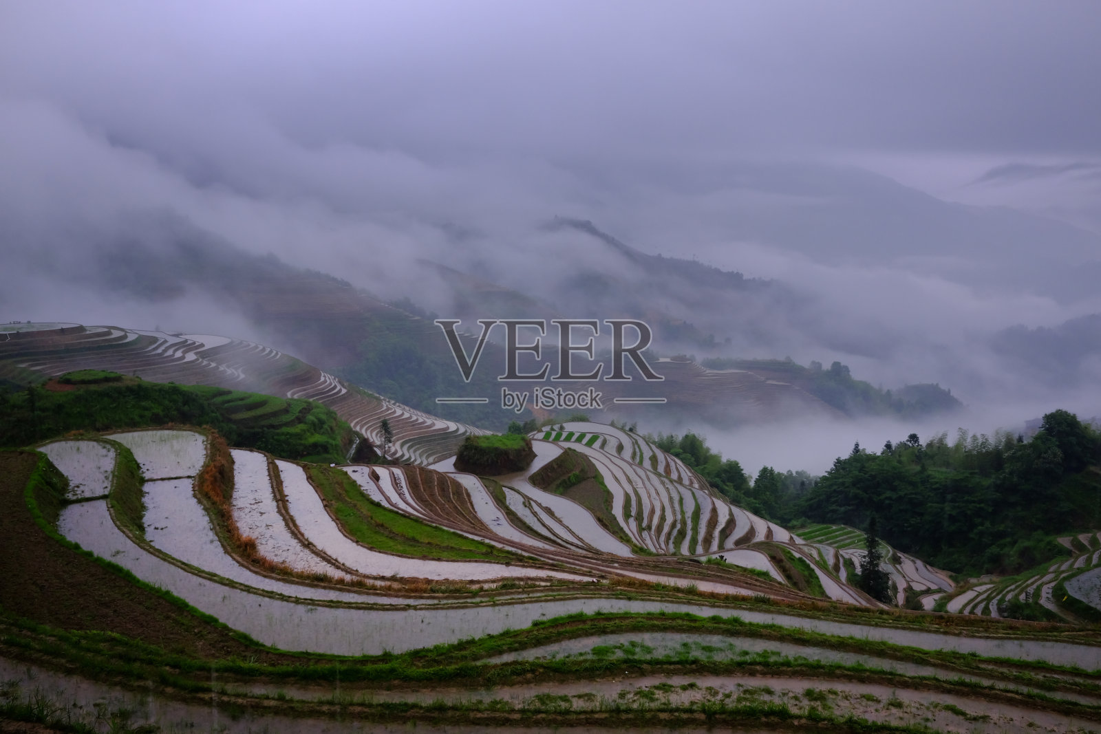 隆基水稻梯田照片摄影图片