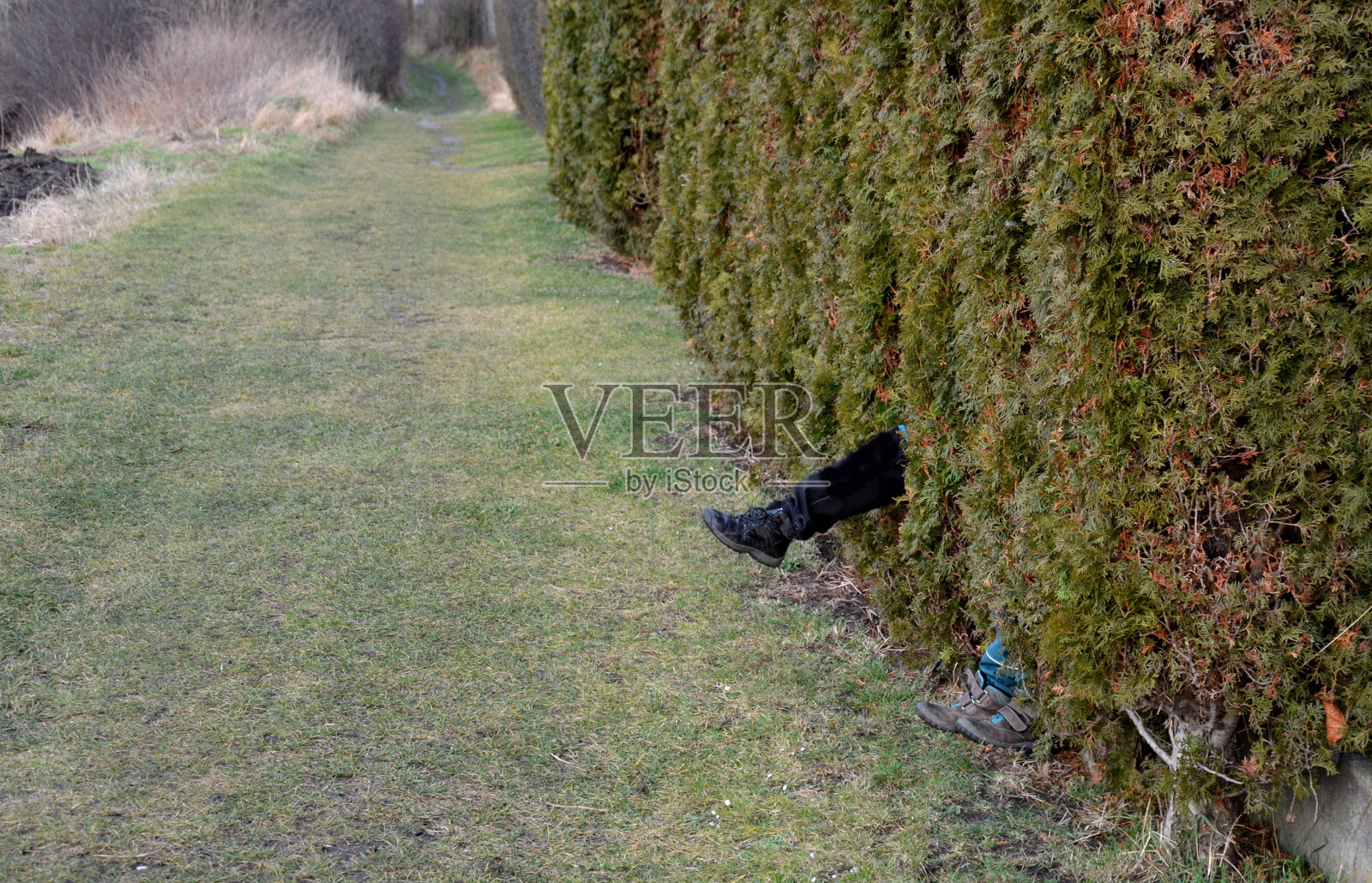 他们的腿和胳膊从树篱外探出头来。把手伸出灌木丛，给你的朋友一个惊喜。手伸出来，身藏为绿墙常绿灌木。长满草的道路照片摄影图片