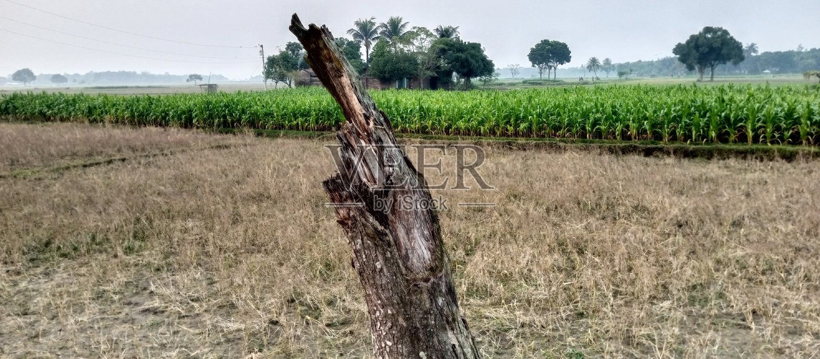 美丽的牧场环境照片摄影图片