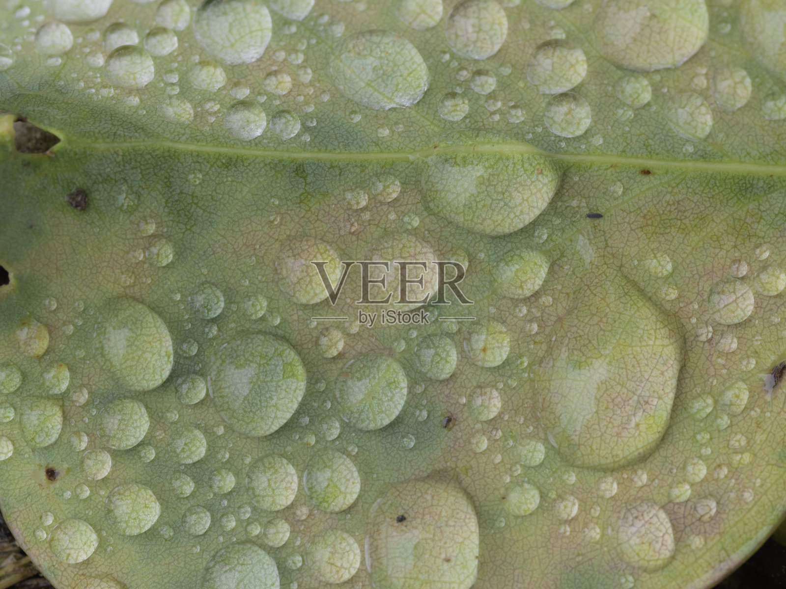 树叶上雨滴的特写照片摄影图片