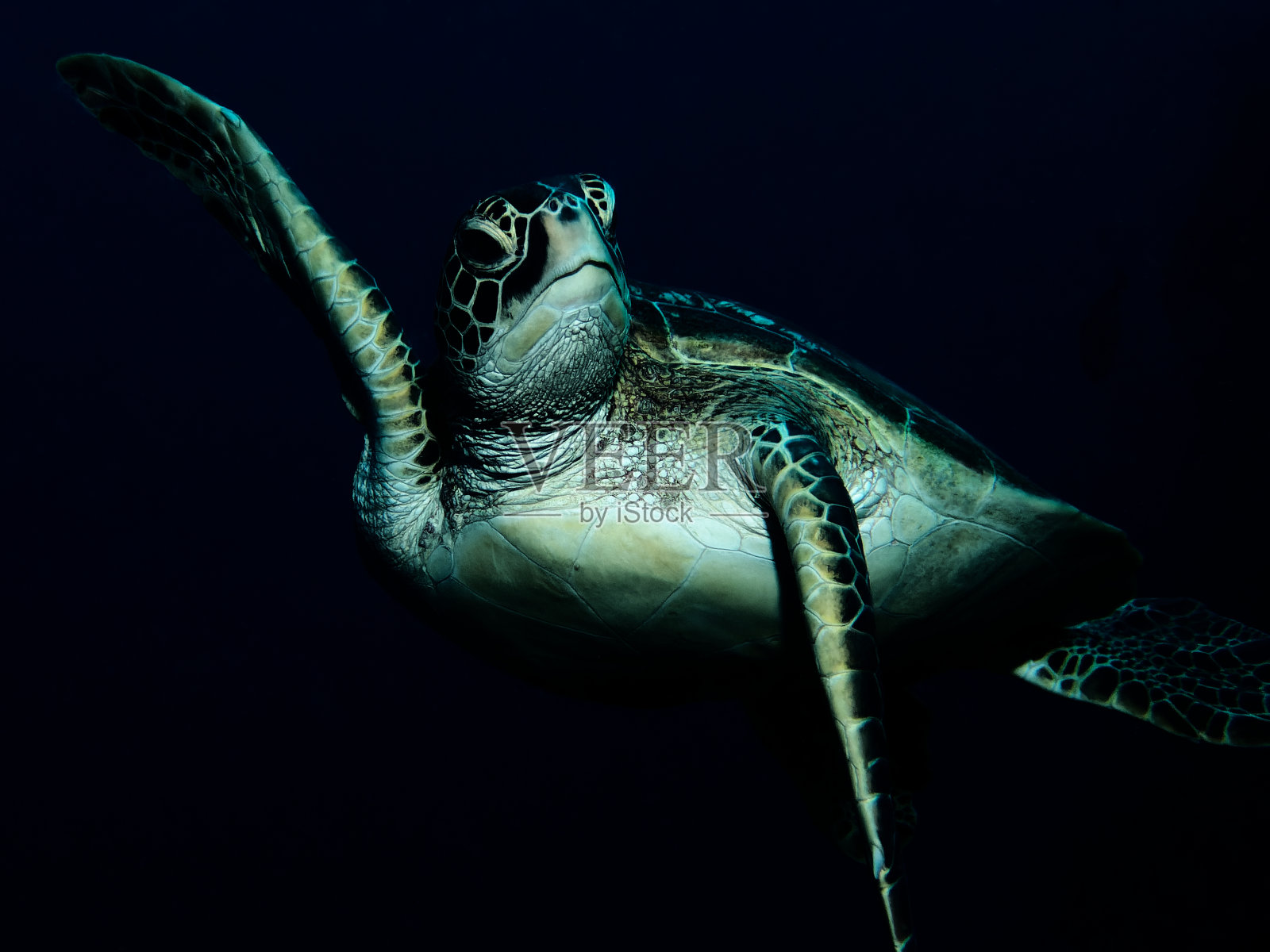一只绿海龟在塔希提岛的夜间潜水照片摄影图片