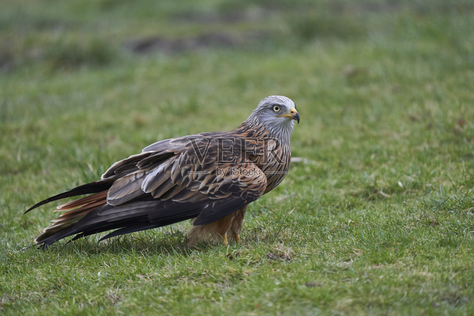 红色的风筝站照片摄影图片