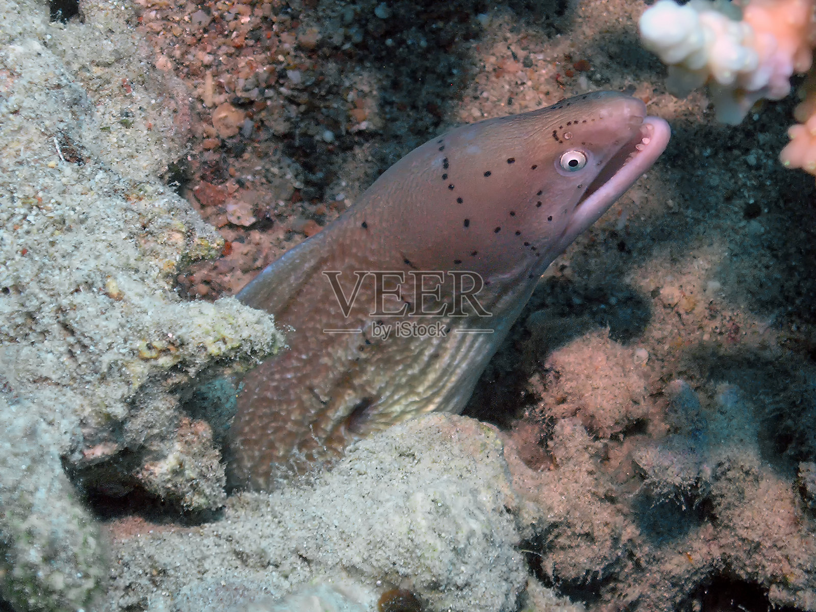 红海的几何形海鳝照片摄影图片