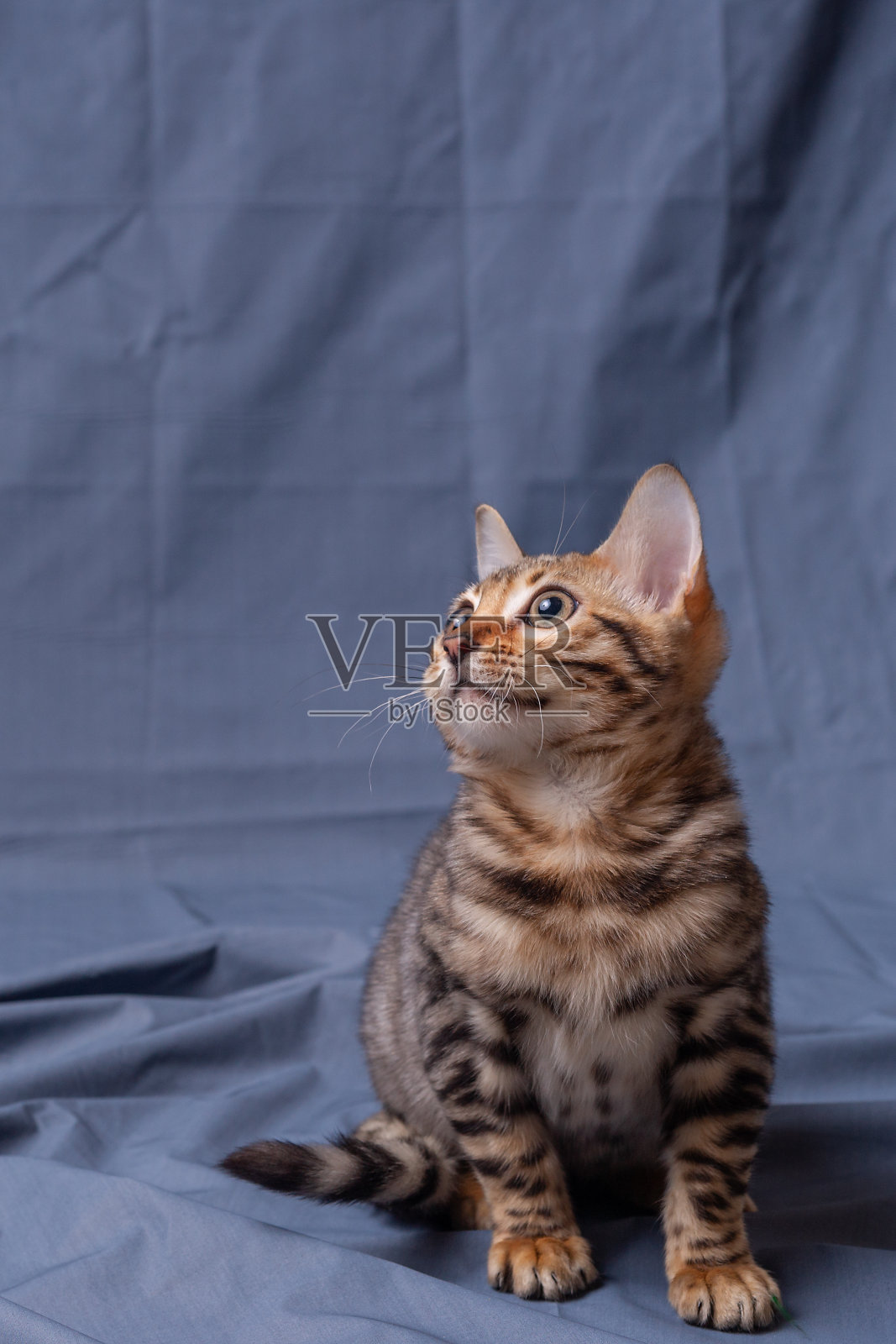 孟加拉猫在织物背景上玩耍照片摄影图片