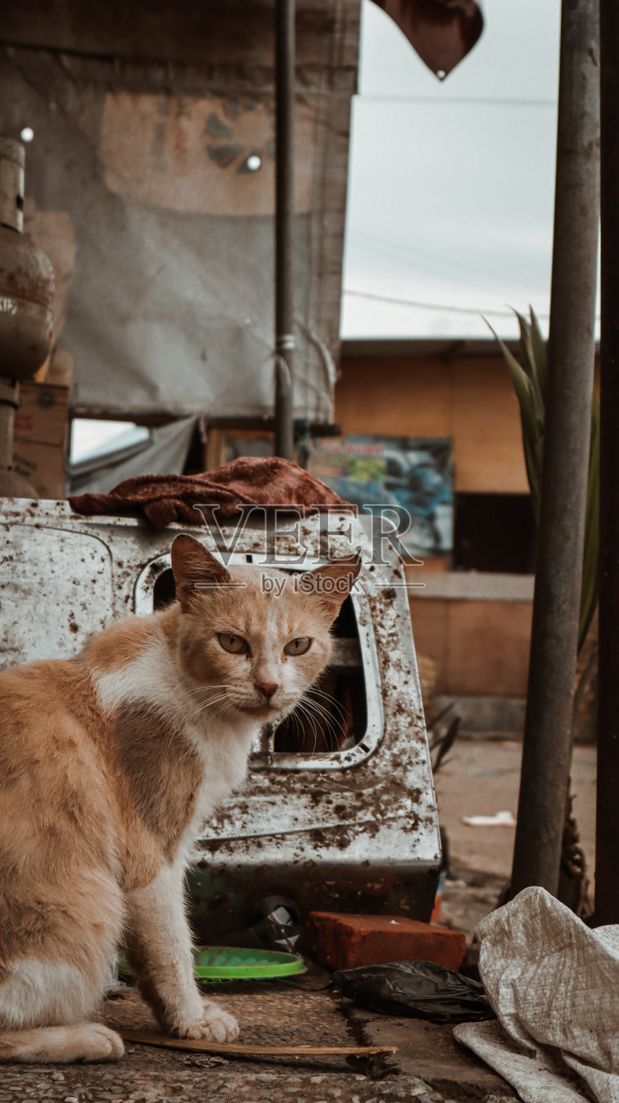 猫的肖像照片摄影图片