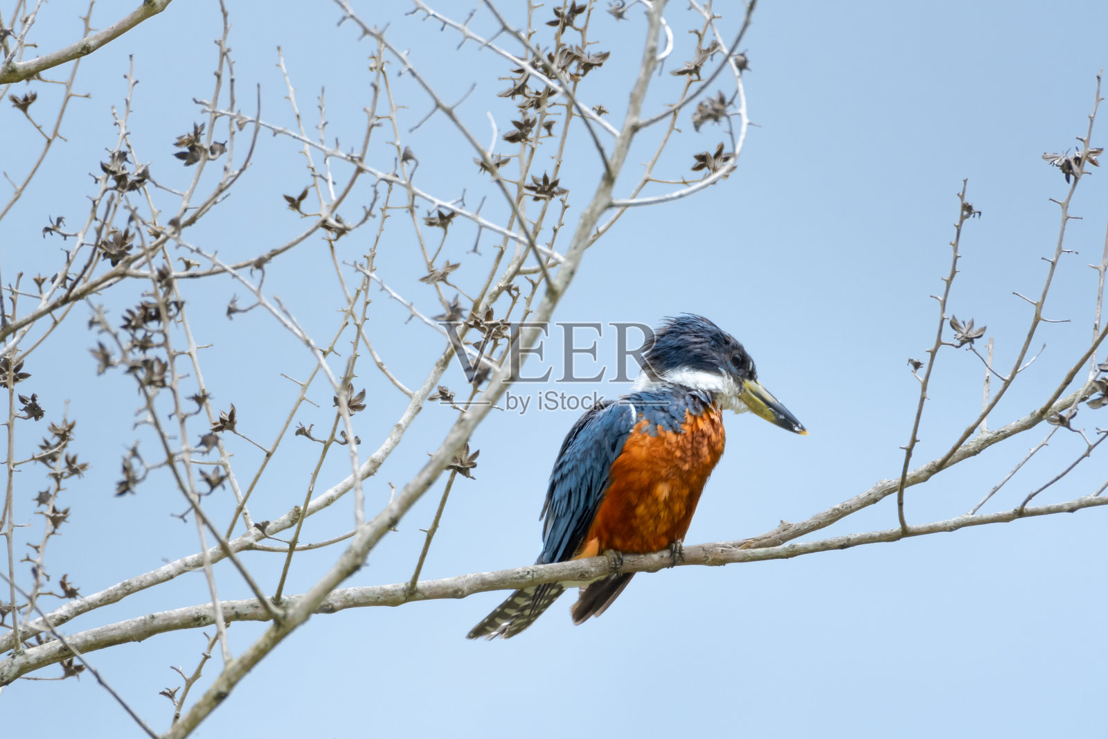 五颜六色的翠鸟栖息在干燥的树枝上，在冬天的天空中照片摄影图片