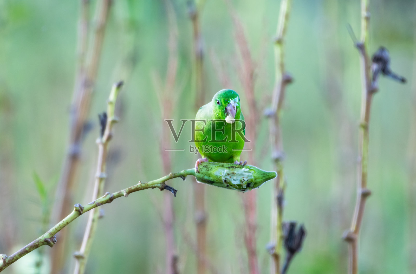 可爱的绿色长尾小鹦鹉在加勒比海的田野里吃秋葵。照片摄影图片