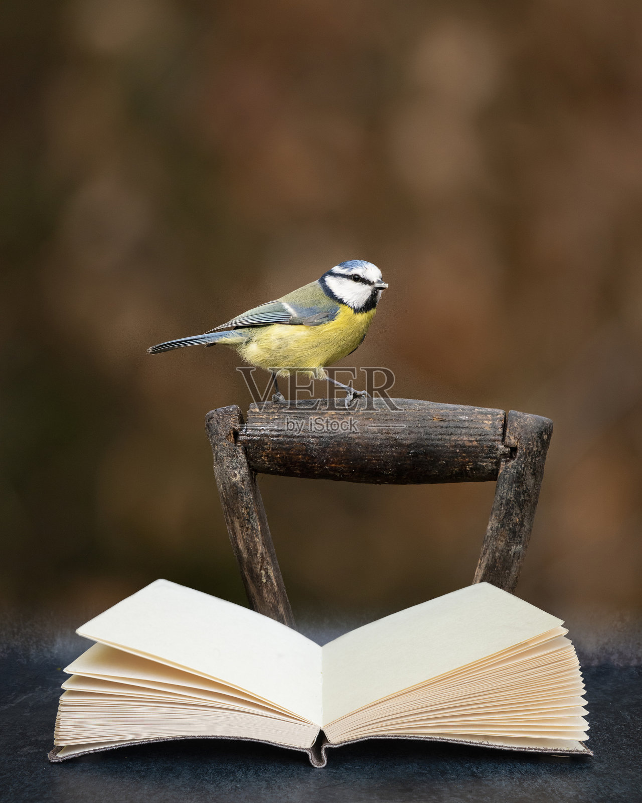 在虚构的阅读数字合成书的页面上，春天花园铁锹柄上的蓝山雀Cyanistes Caeruleus的图像照片摄影图片