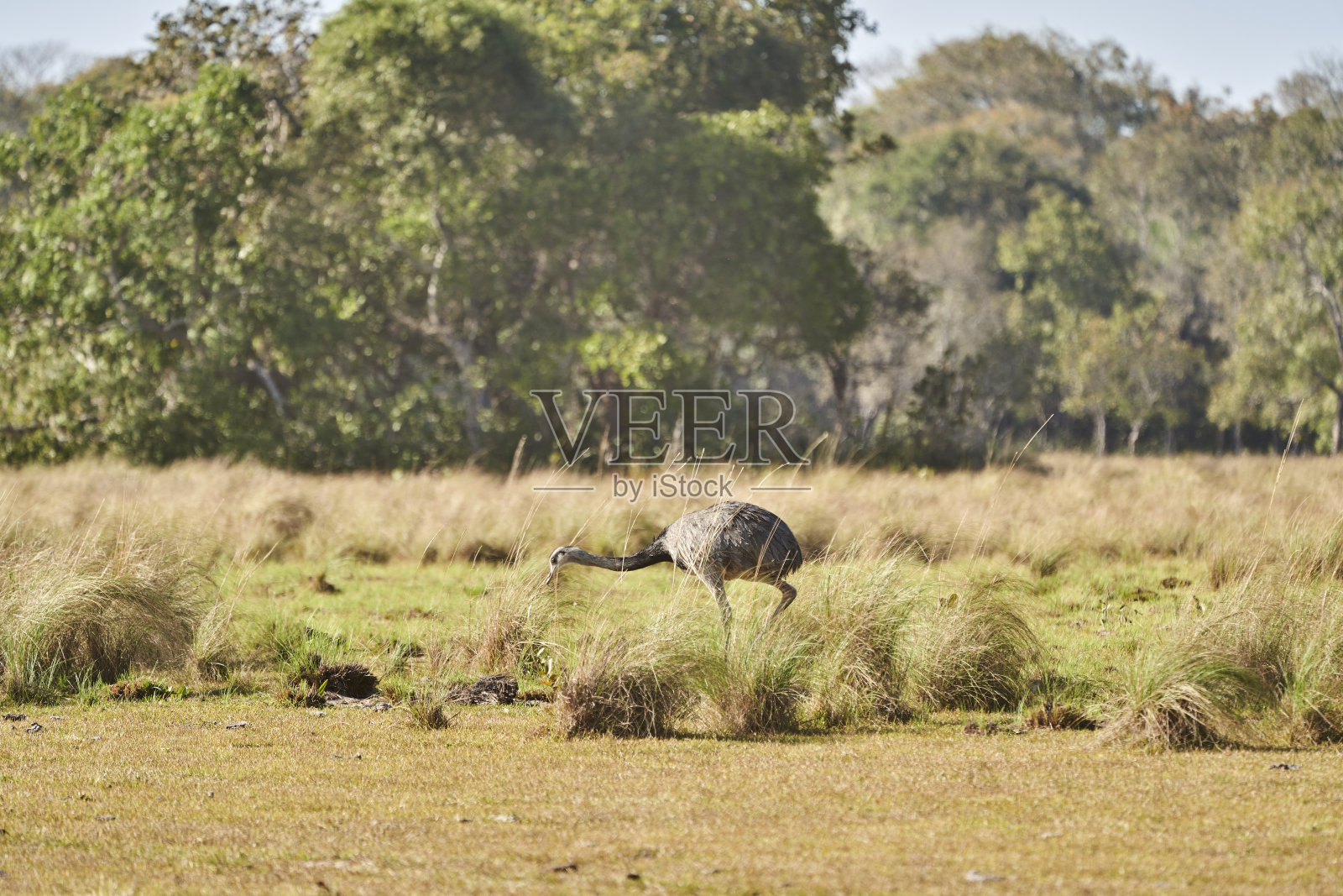 Nandu，大土卫五雌性在巴西潘塔纳尔沼泽的湿地上奔跑。美洲美洲鸵是南美洲不会飞的鸟照片摄影图片