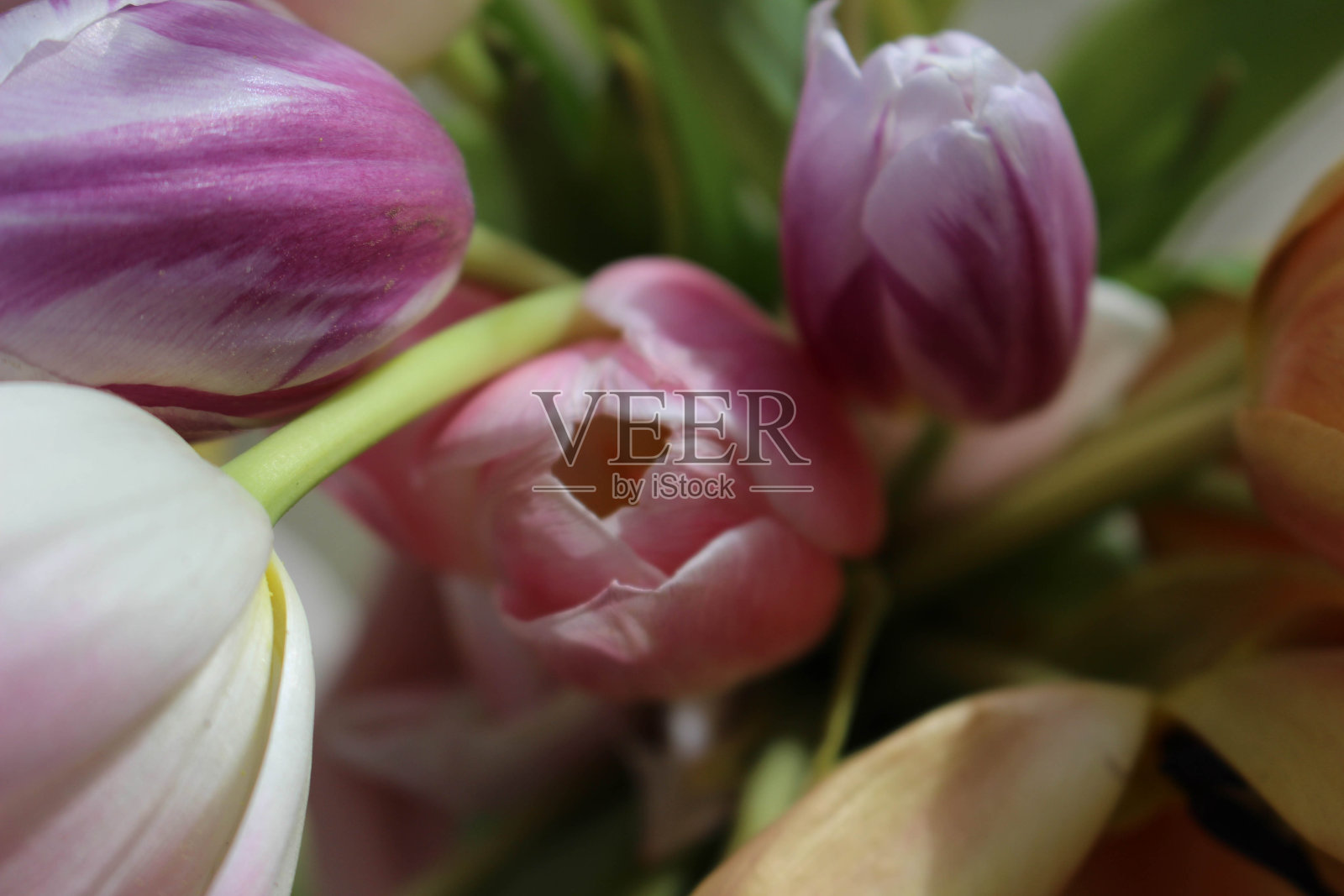 木制的地面上春天五颜六色的郁金香照片摄影图片