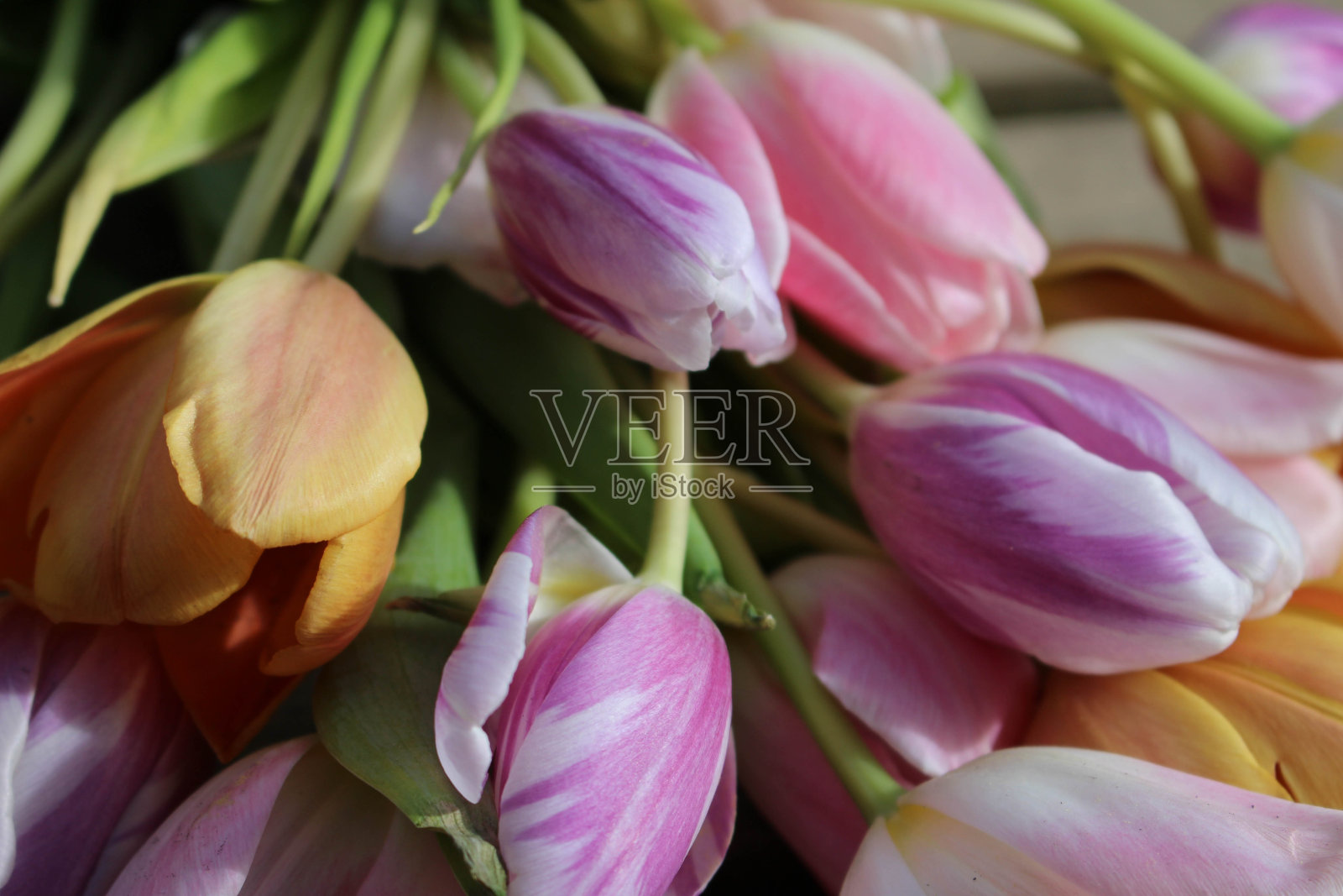 木制的地面上春天五颜六色的郁金香照片摄影图片