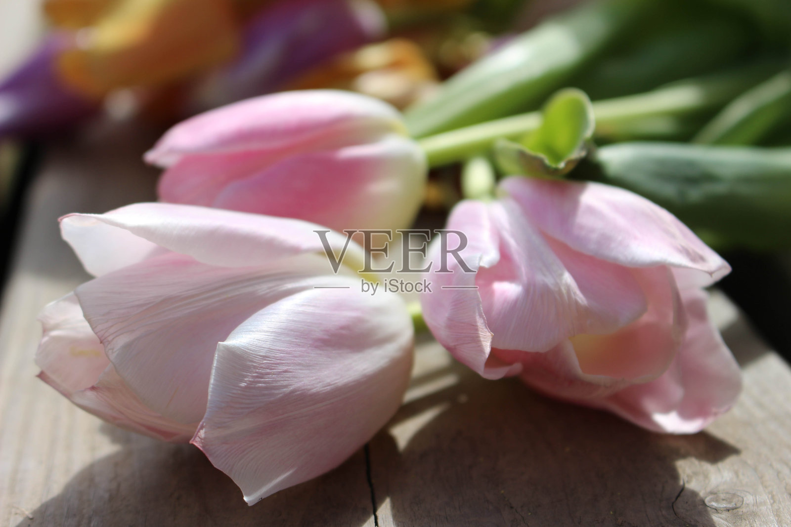 木制的地面上春天五颜六色的郁金香照片摄影图片