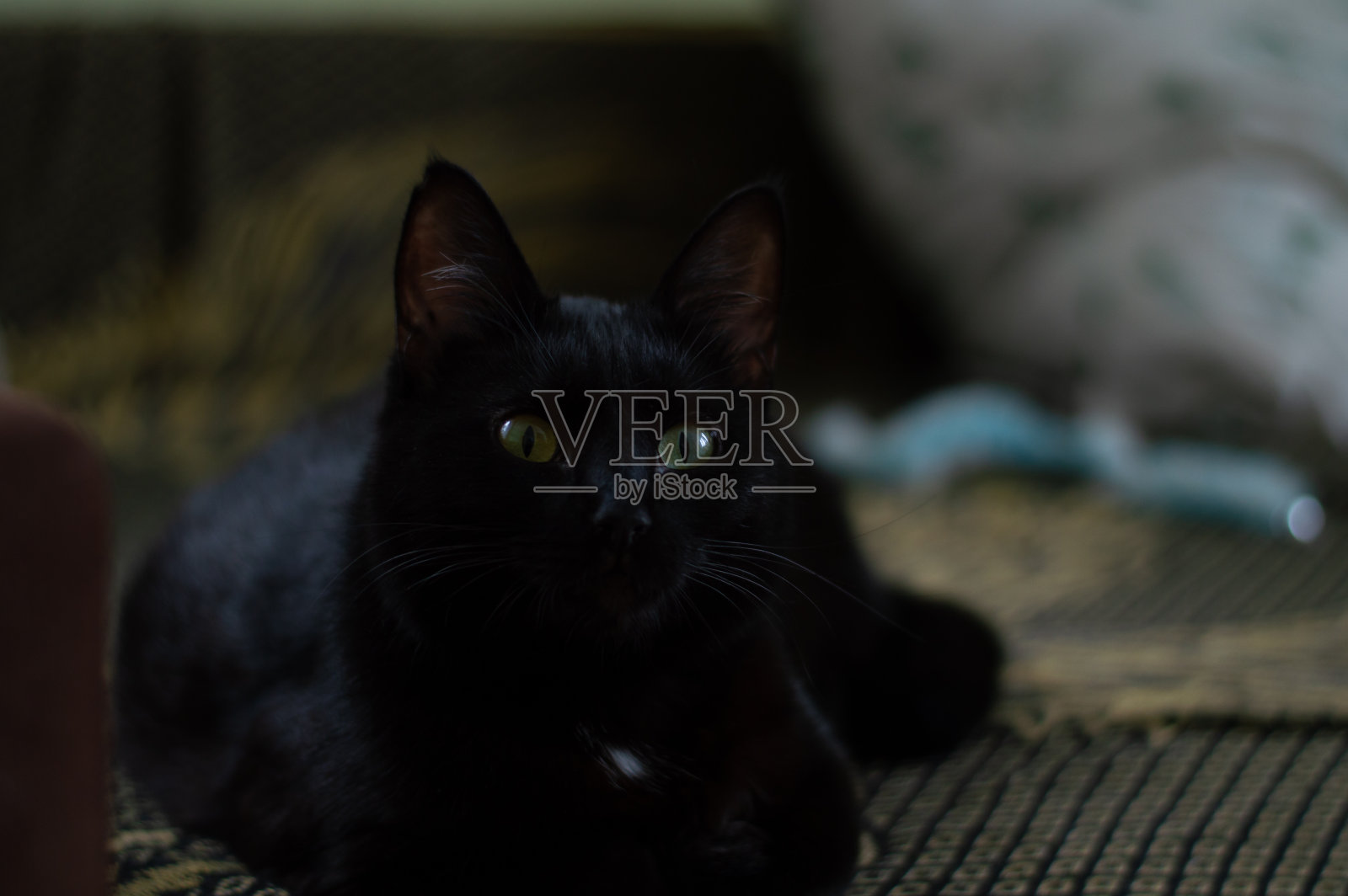 猫门户。旋转的现实。黑猫躺在沙发上聚精会神地看着照片摄影图片