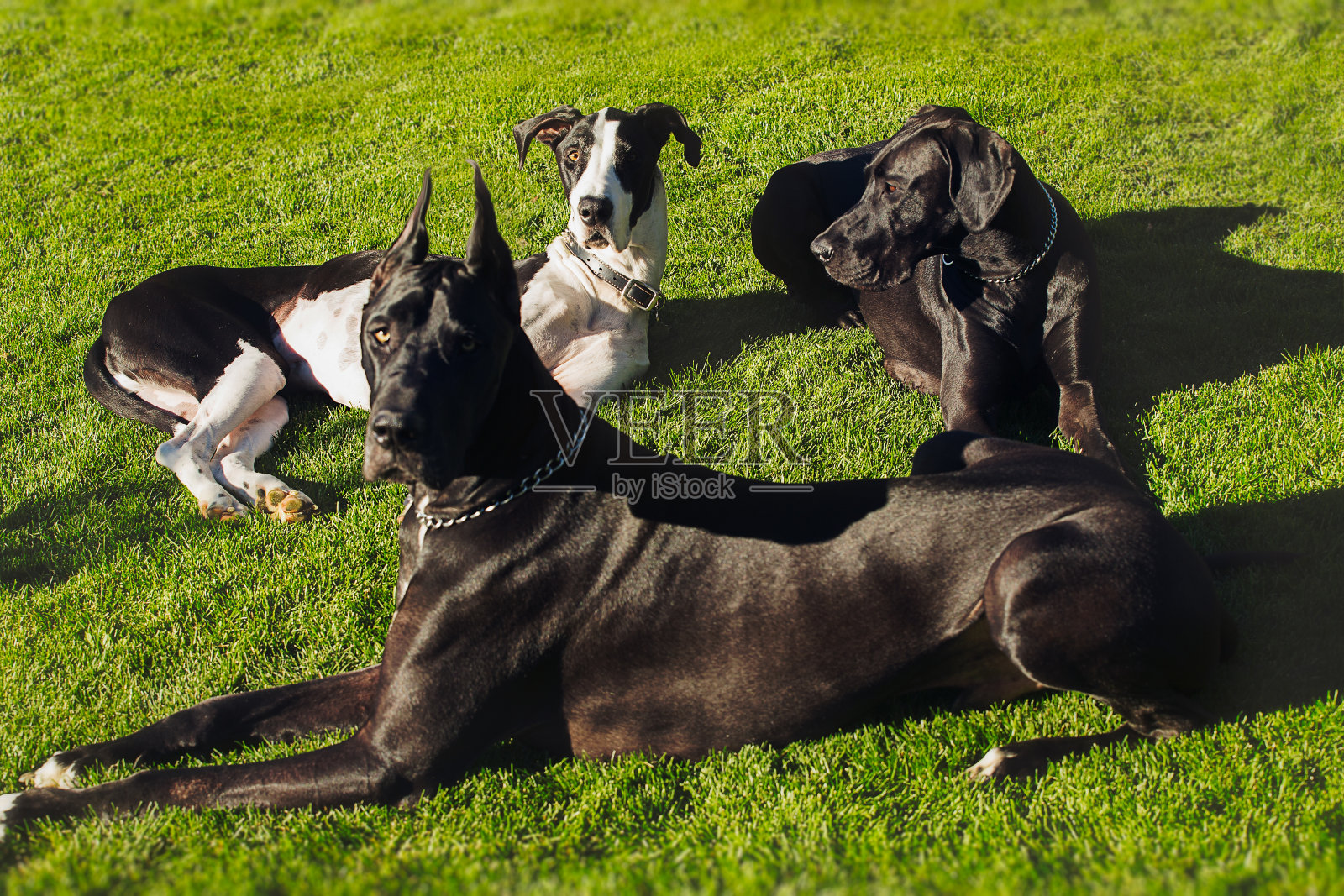 群大丹犬在草地上放松照片摄影图片