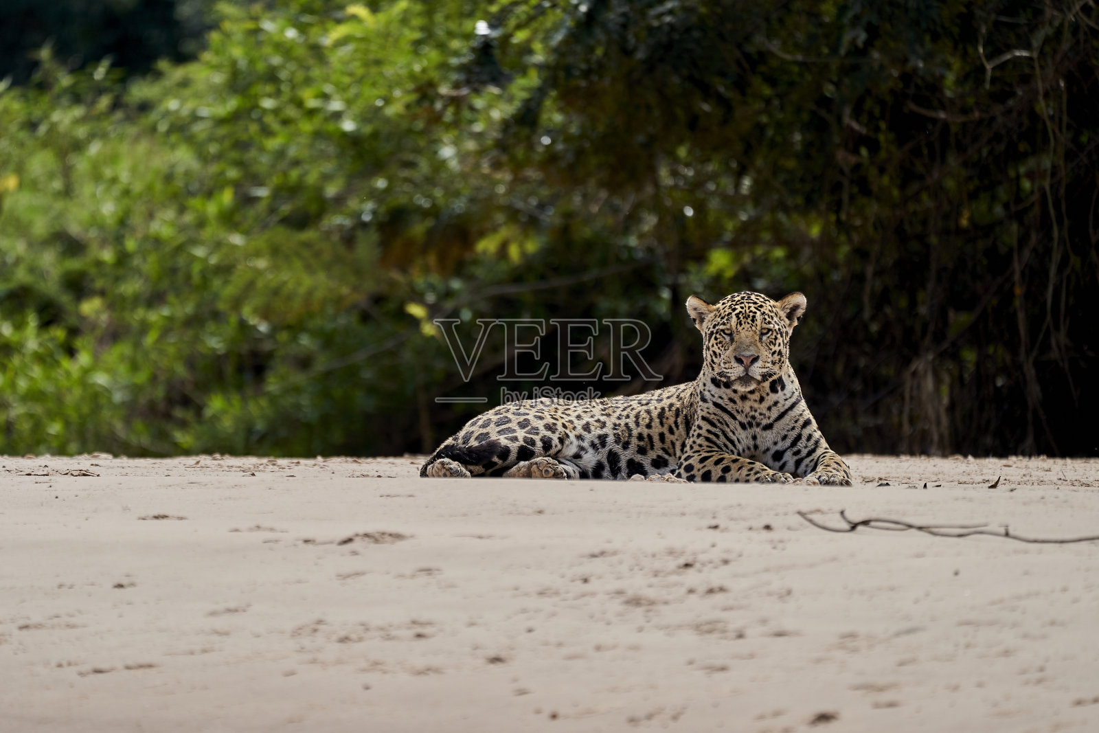 美洲虎(Panthera onca)是一种大型猫科动物，也是美洲美洲虎属中唯一现存的成员。美洲虎躺在巴西潘塔纳尔省库亚巴河的沙滩上照片摄影图片