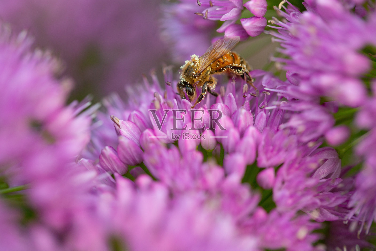 蜜蜂在花上照片摄影图片