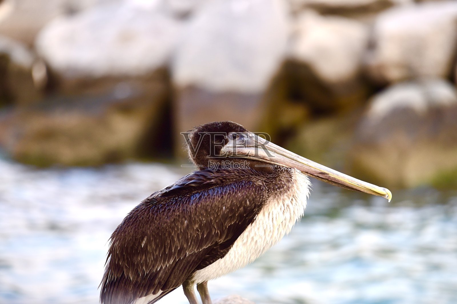 鹈鹕照片摄影图片