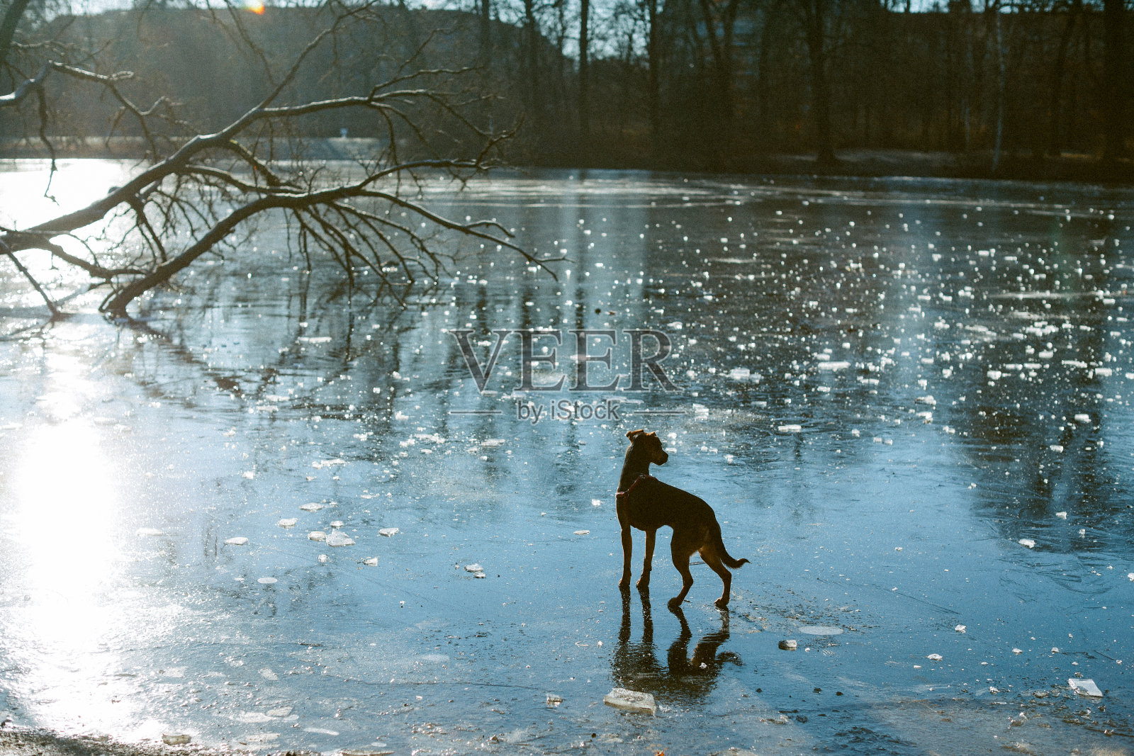 一只宠物狗在柏林特雷普塔结冰的湖面上散步照片摄影图片