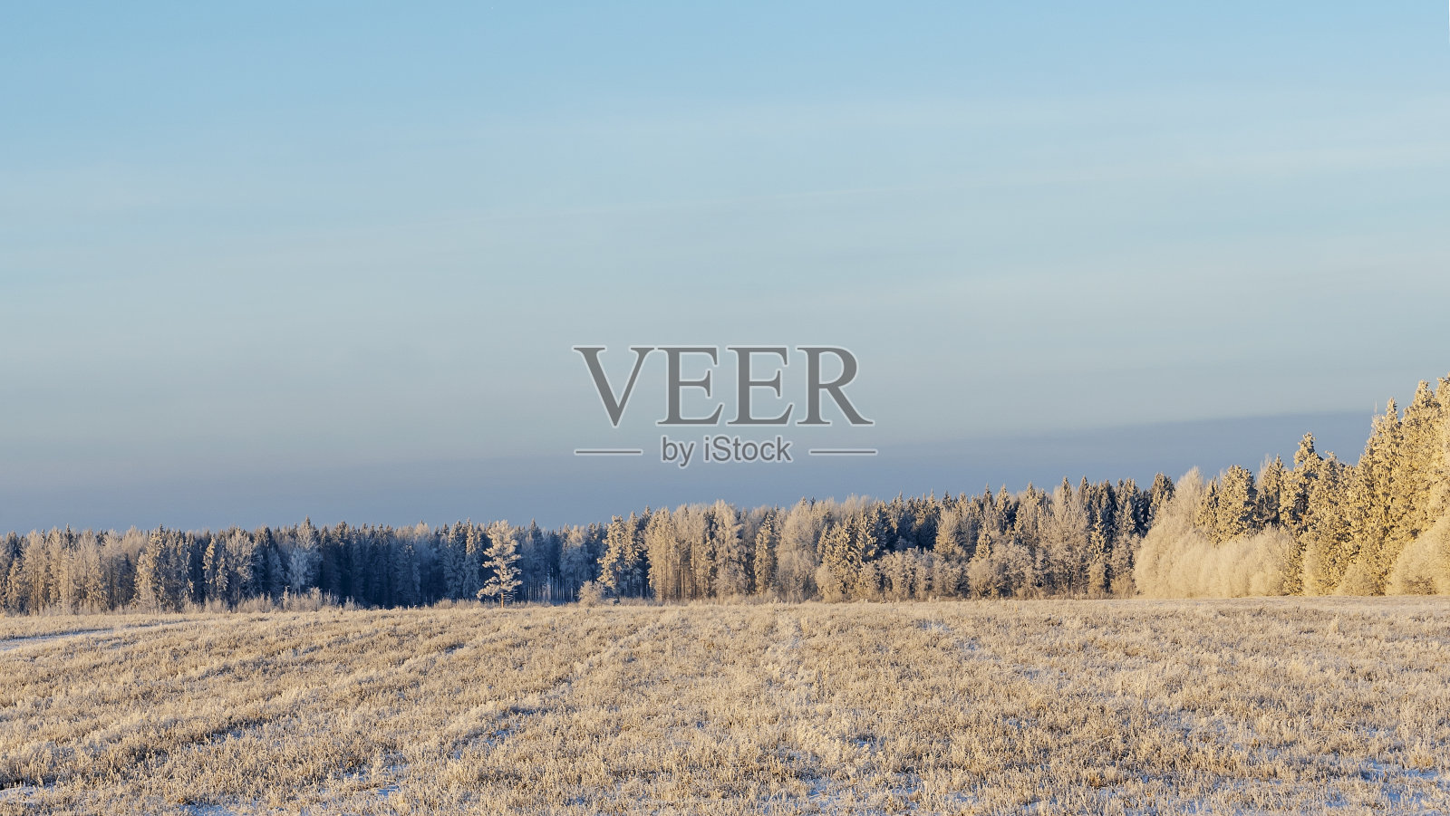 冬季农田风景景观下的雪和树的背景。冰雪覆盖的乡村冬季景观。照片摄影图片