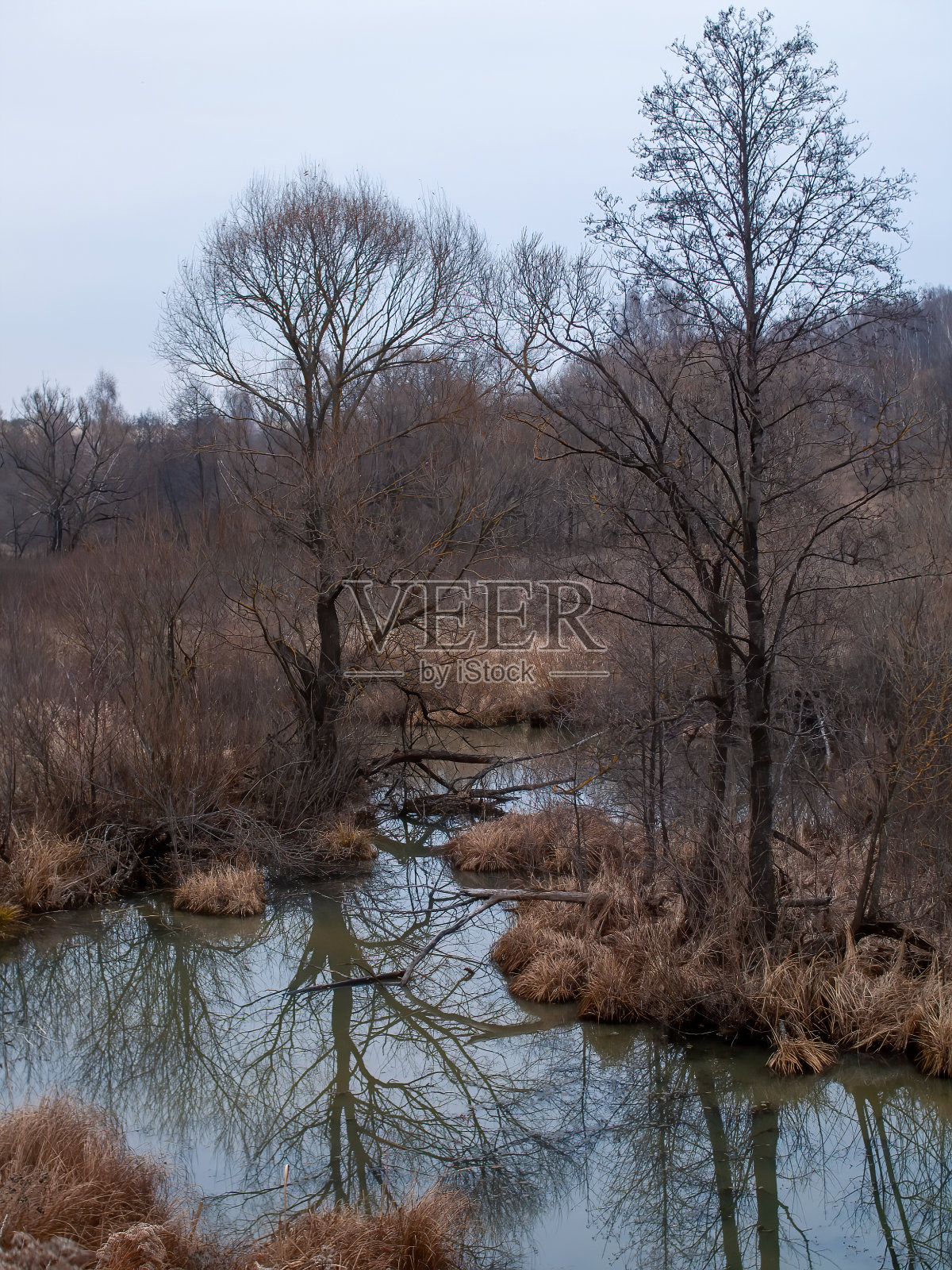 阴天的森林小河边照片摄影图片